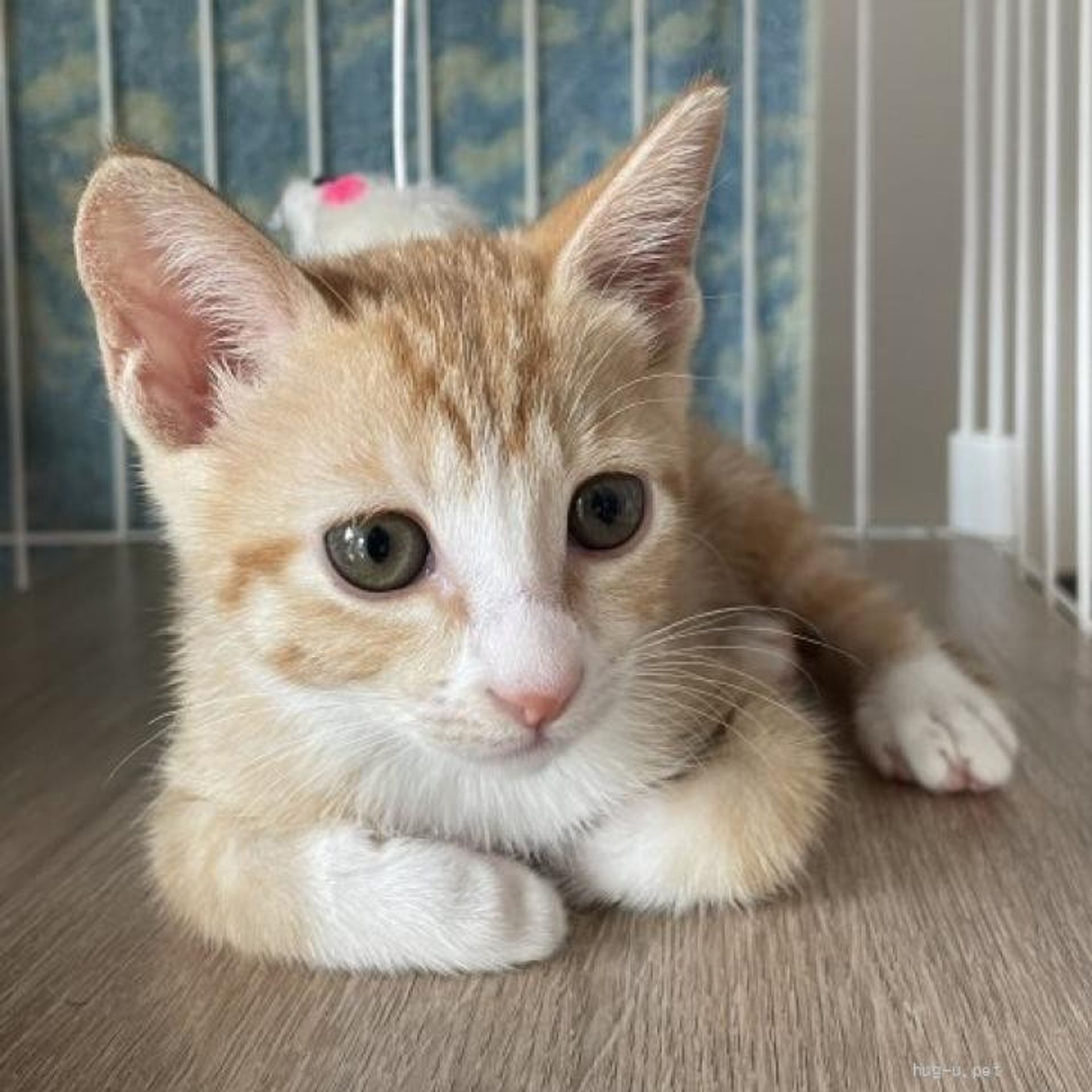 雑種（ミックス猫）・メスの里親募集の写真