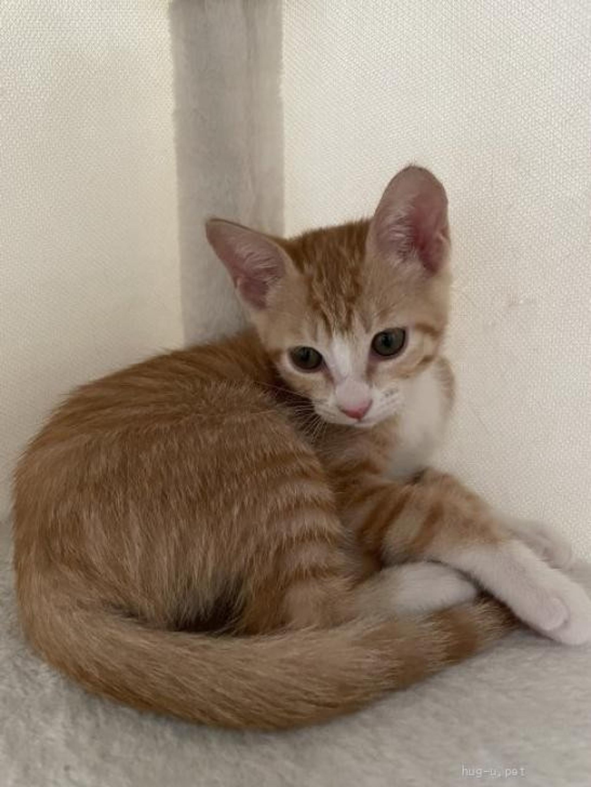 pet-image-3