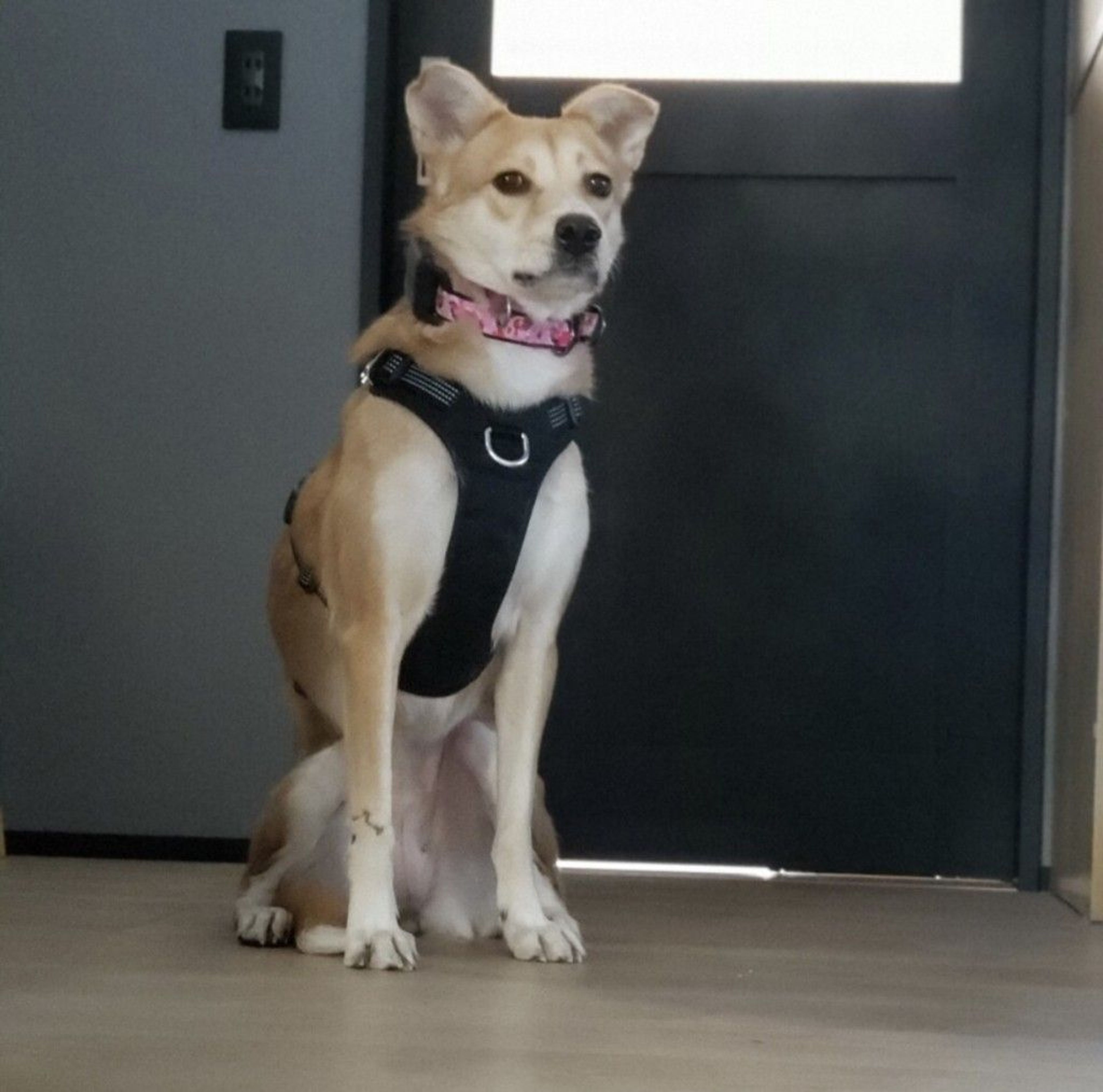 pet-image-4