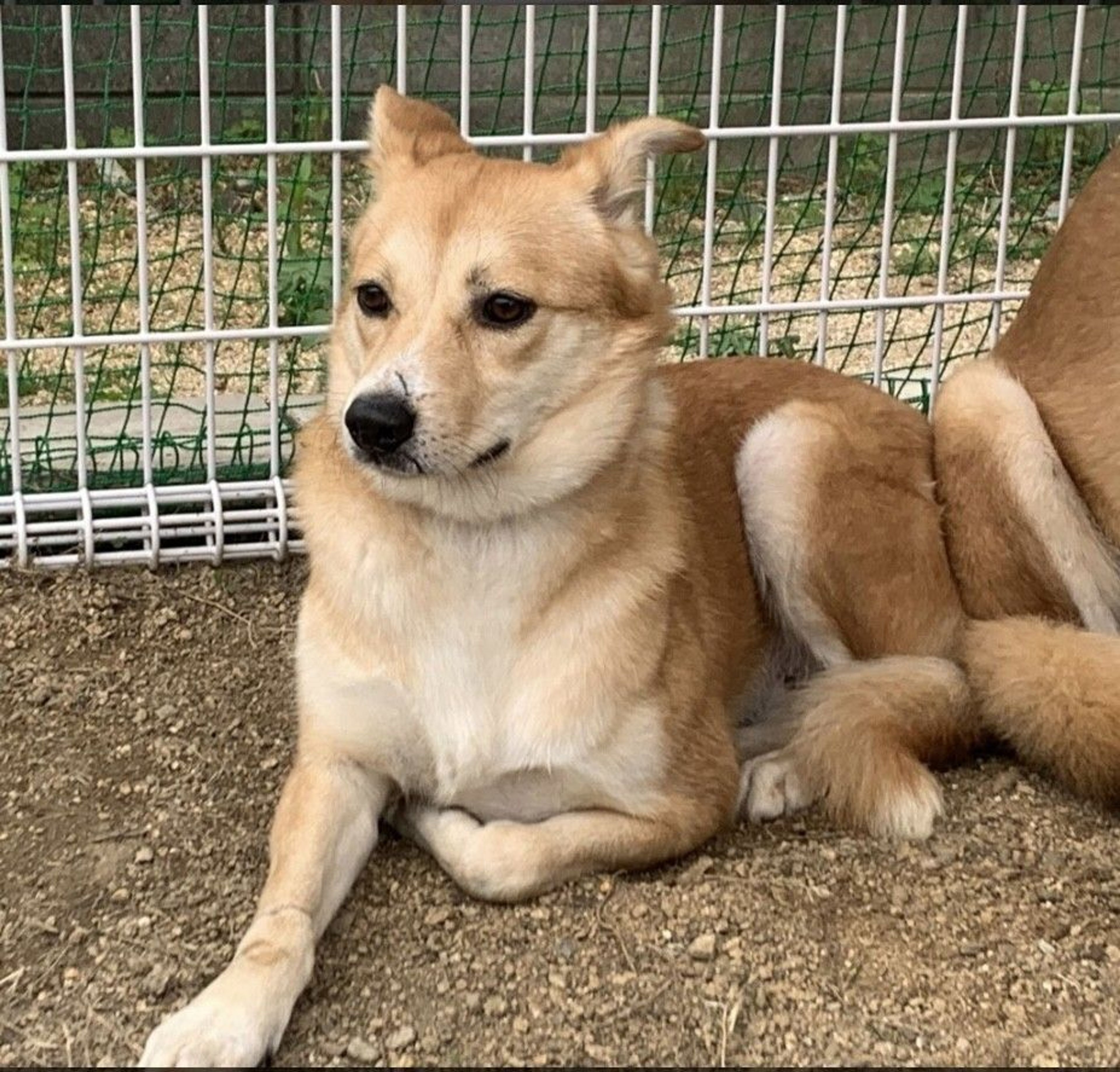 pet-image-5