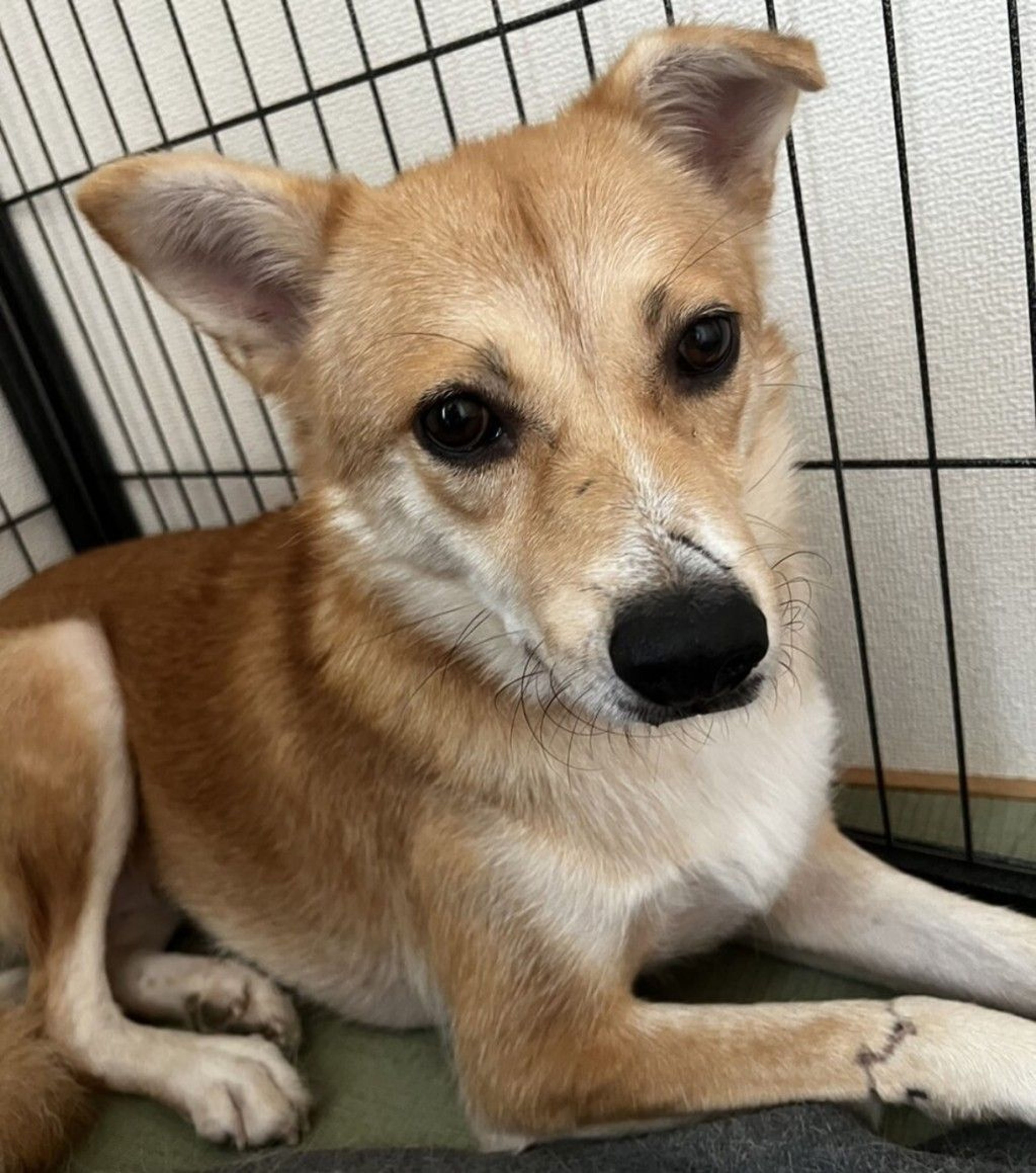 pet-image-7