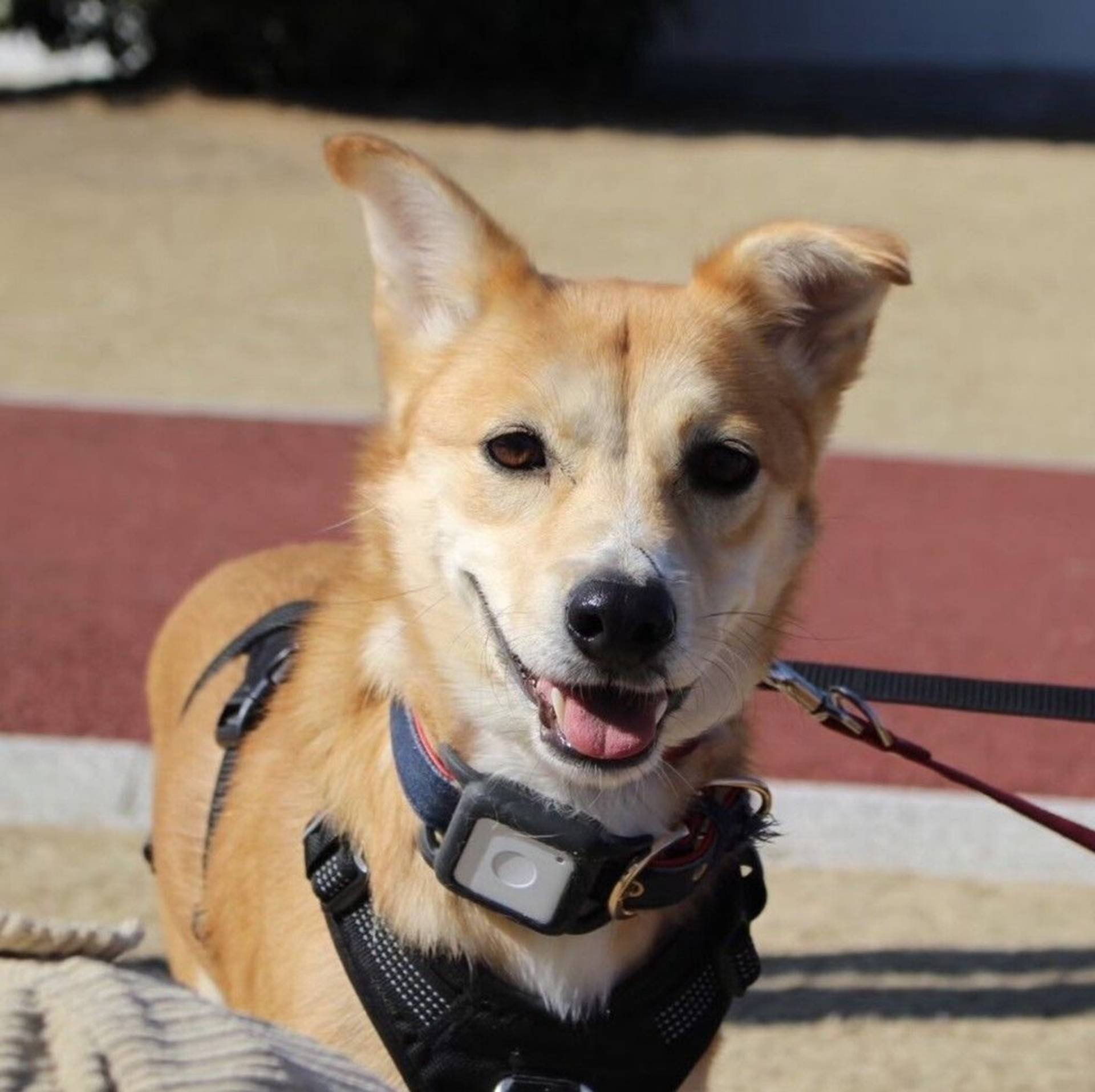 雑種（ミックス犬）・メスの里親募集の写真