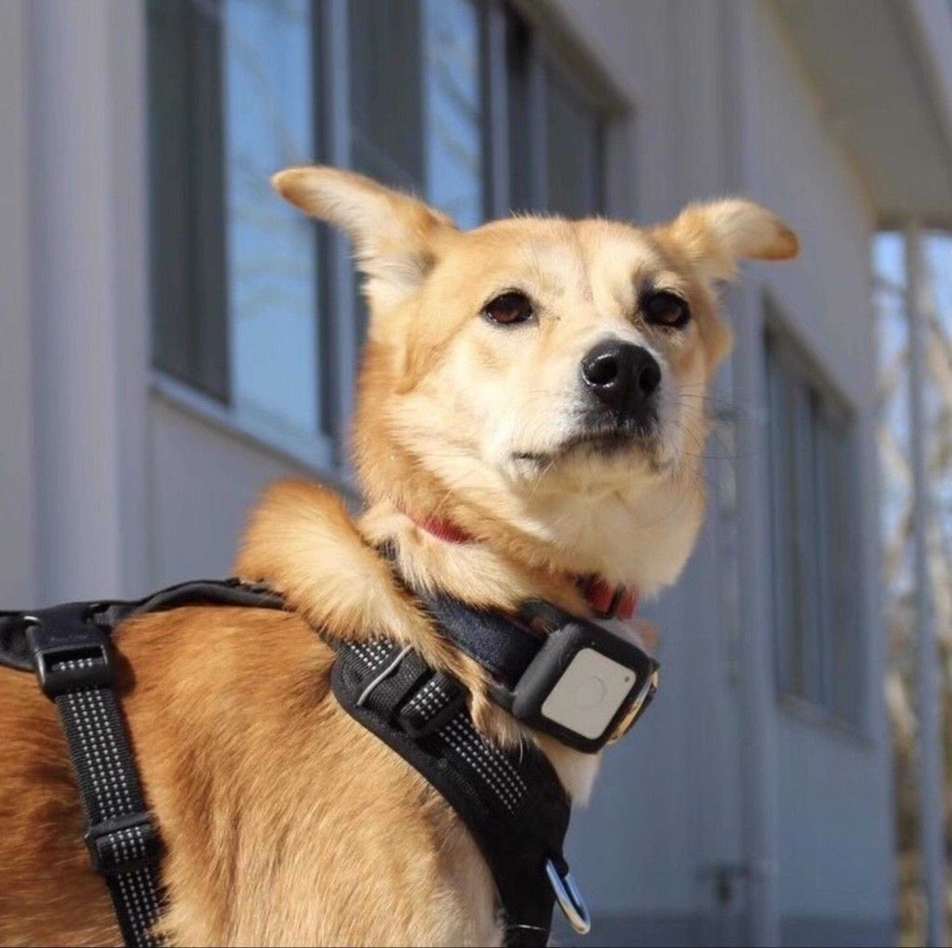 pet-image-5