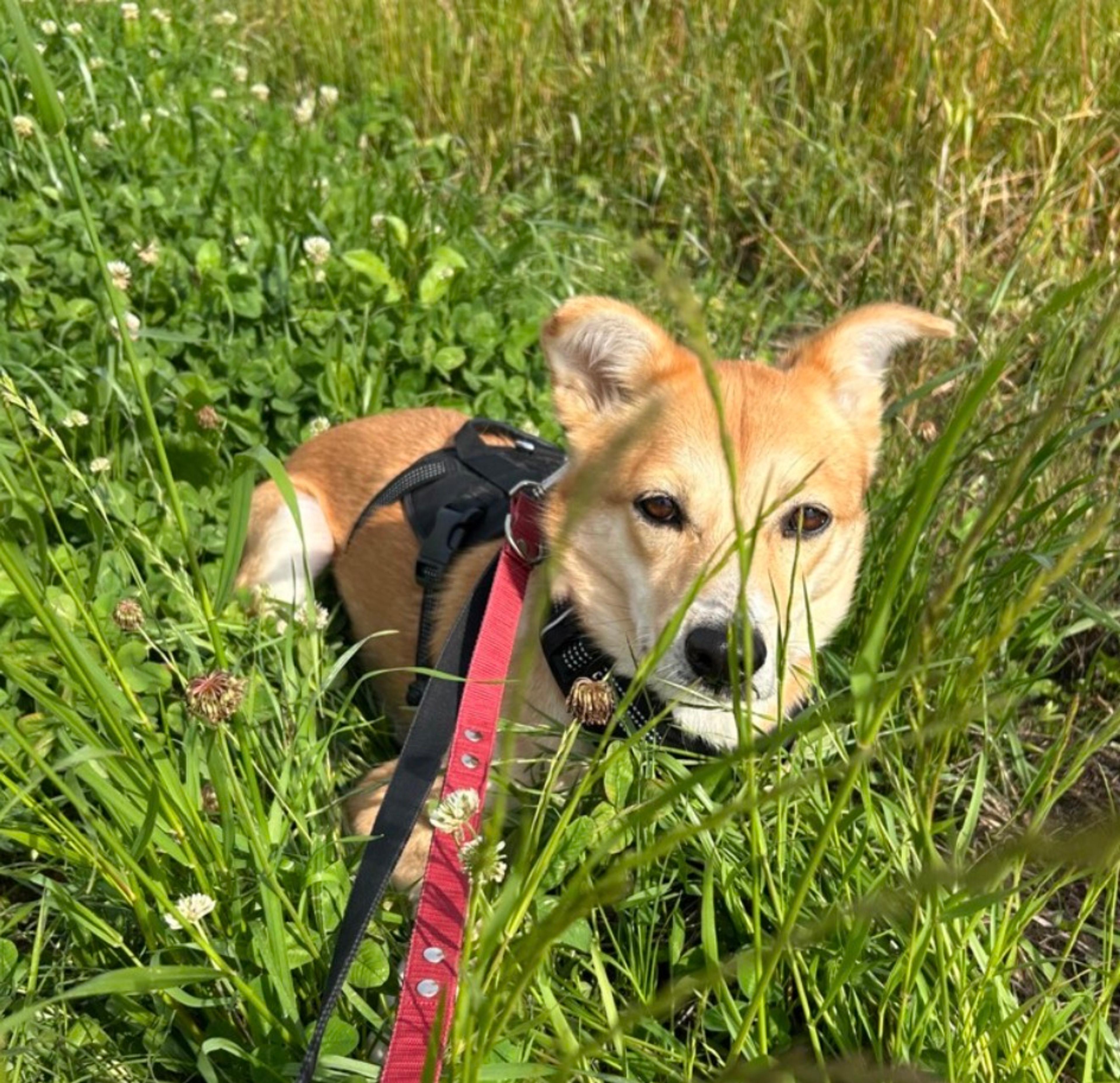 pet-image-7