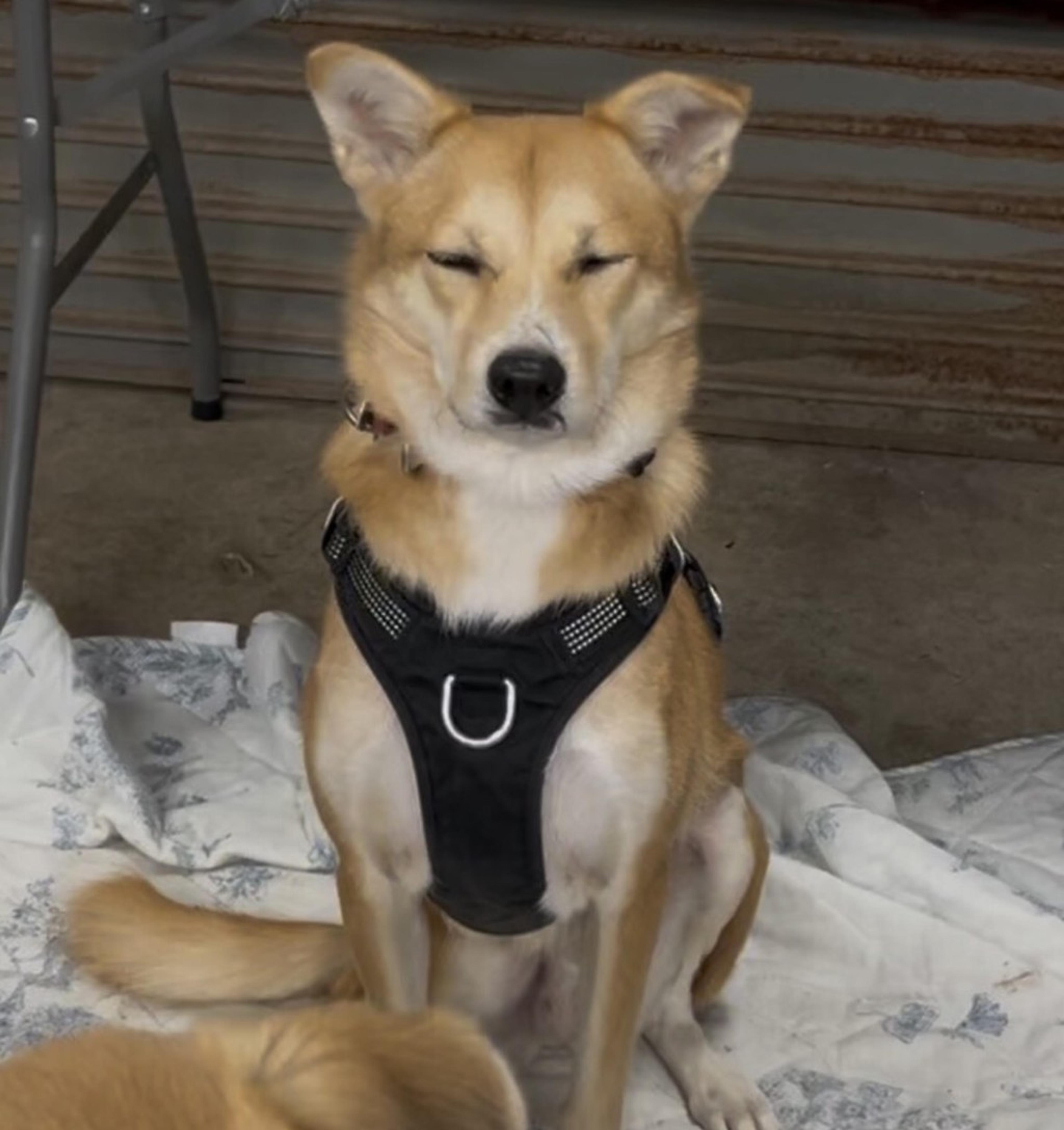 pet-image-8