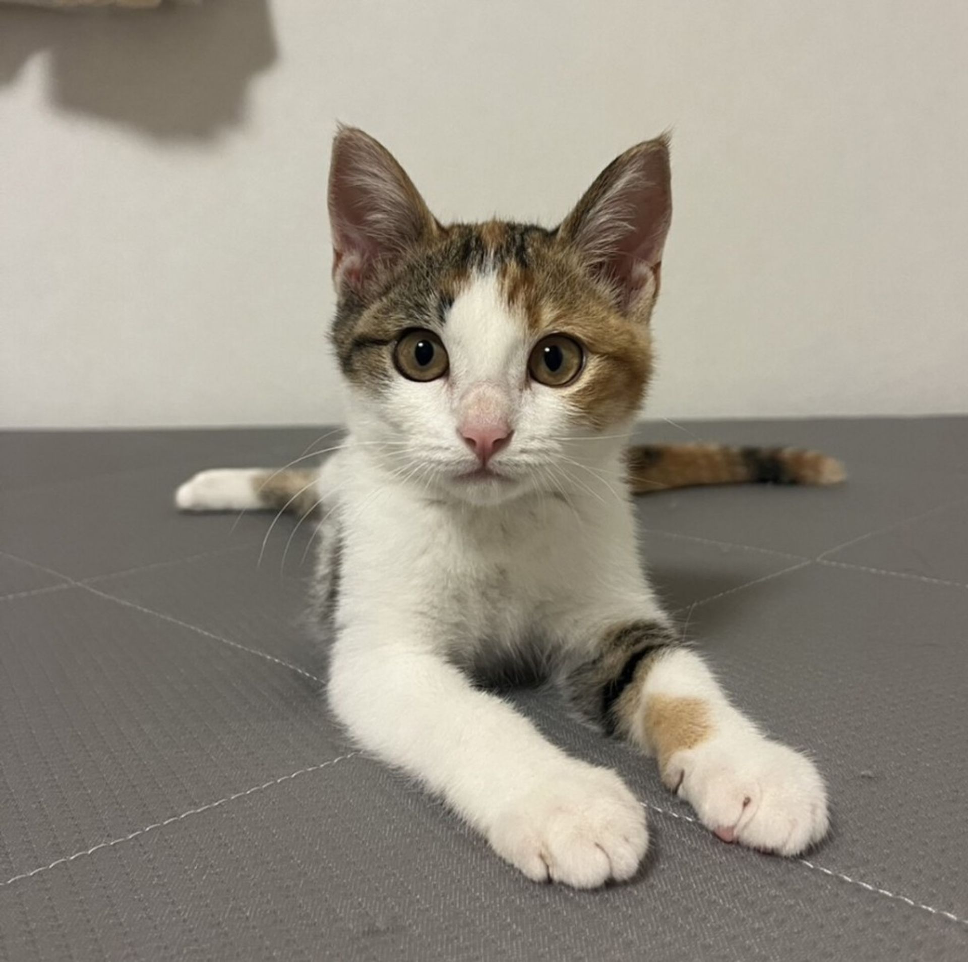 雑種（ミックス猫）・メスの里親募集の写真