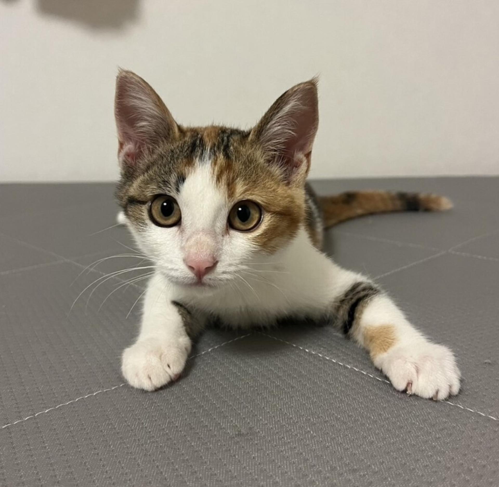 pet-image-2