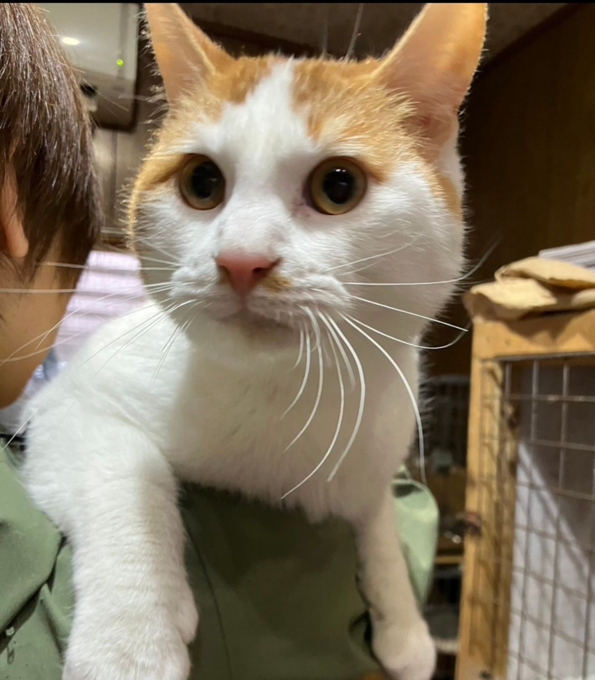 雑種（ミックス猫）・オスの里親募集の写真