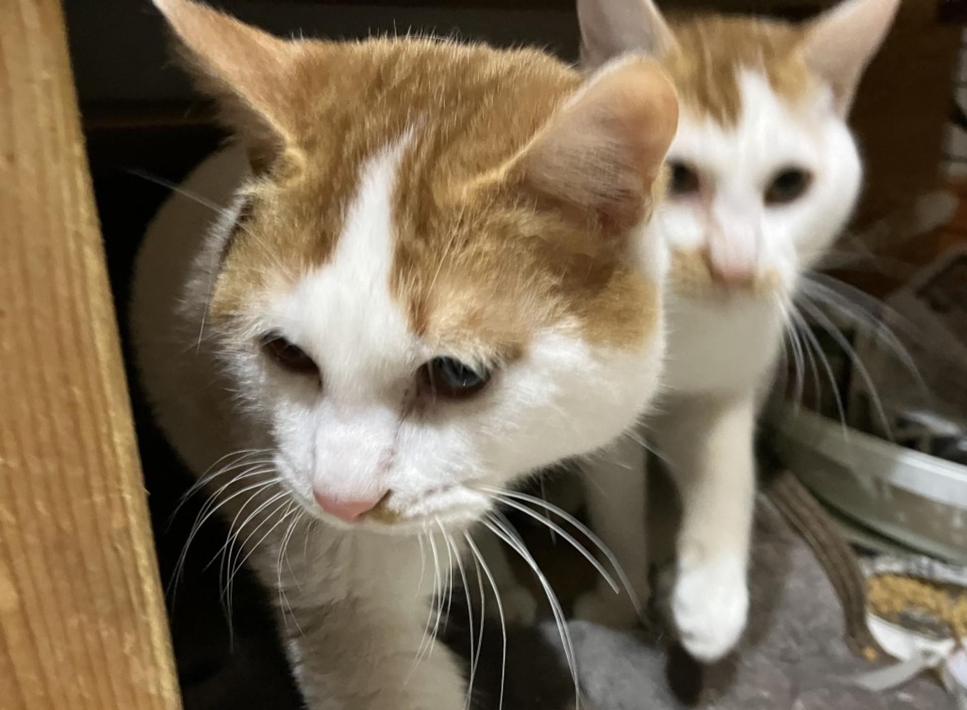 pet-image-4