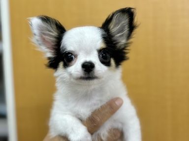 ビアンカ