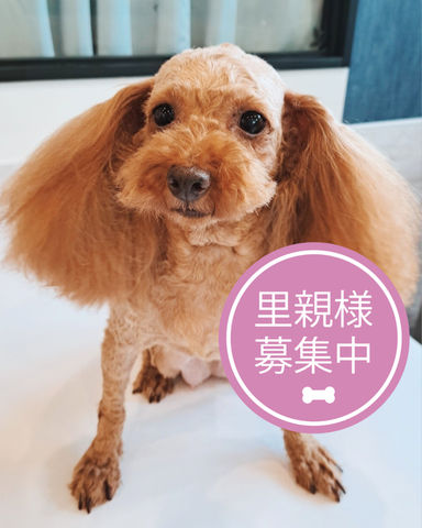 アンダーギー