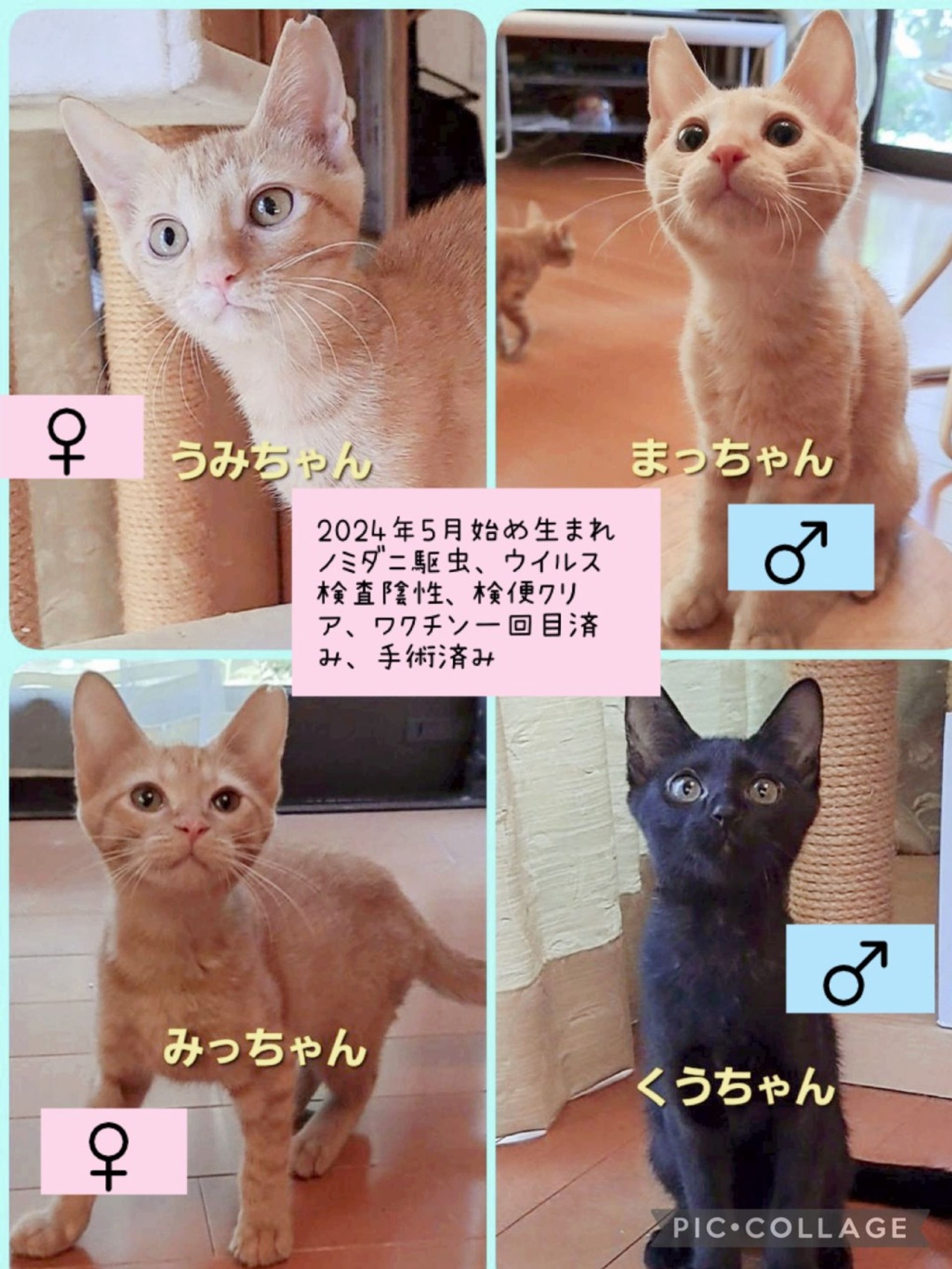 雑種（ミックス猫）・メスの里親募集の写真