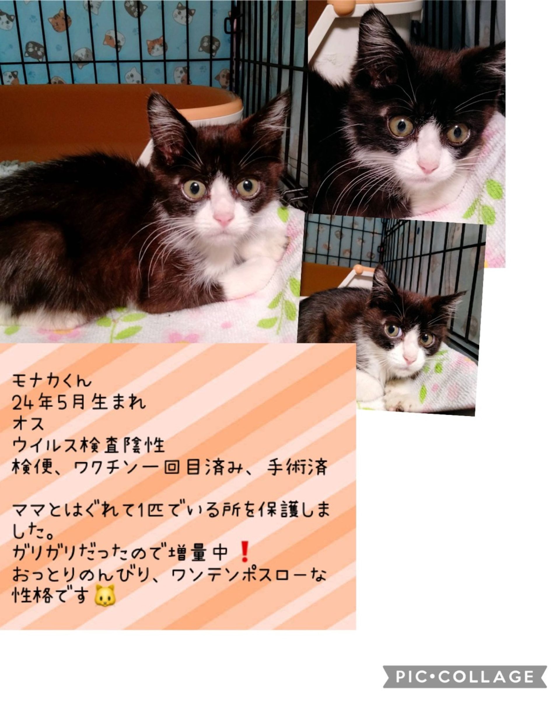 雑種（ミックス猫）・オスの里親募集の写真