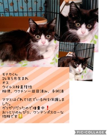 ビックリ顔のハチワレ、モナカ師匠