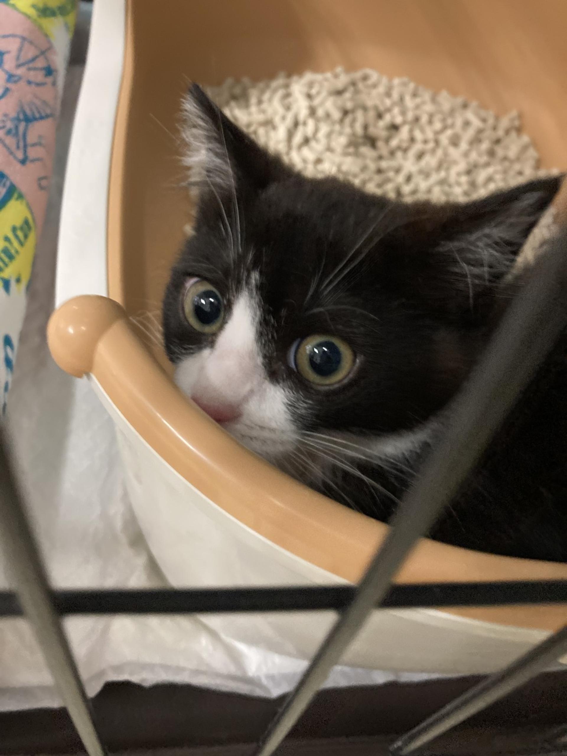 pet-image-2