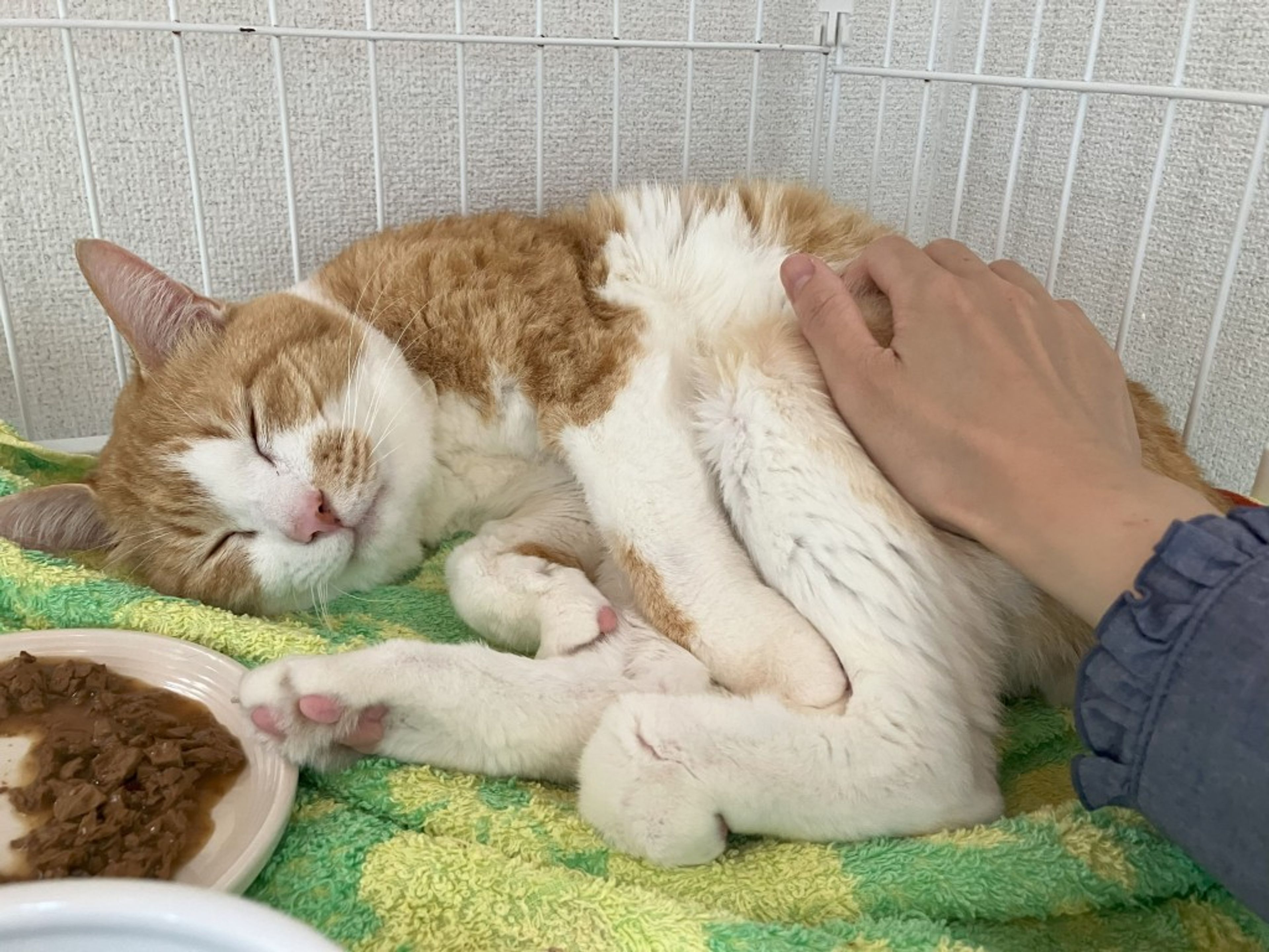 pet-image-4