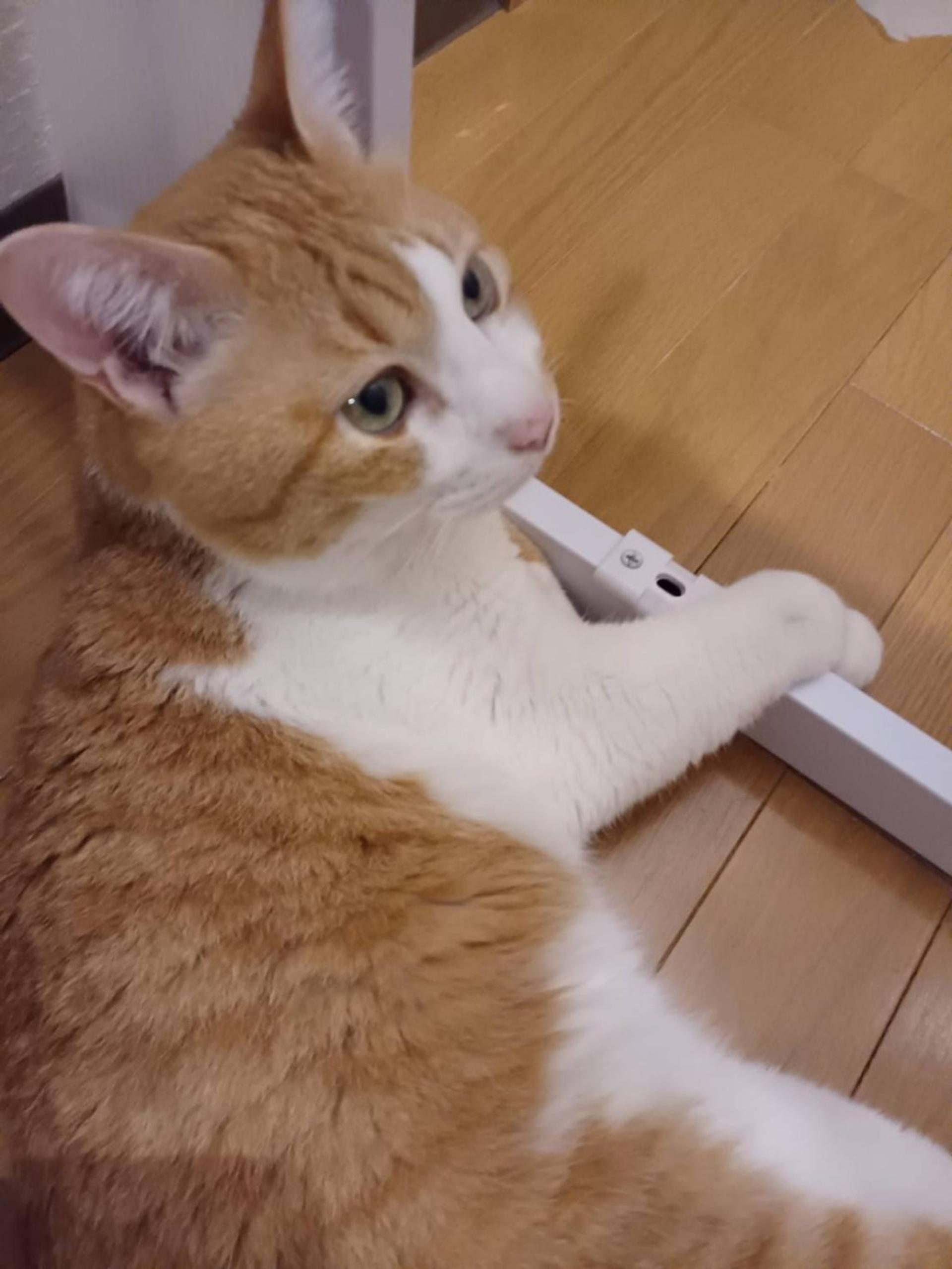 pet-image-3