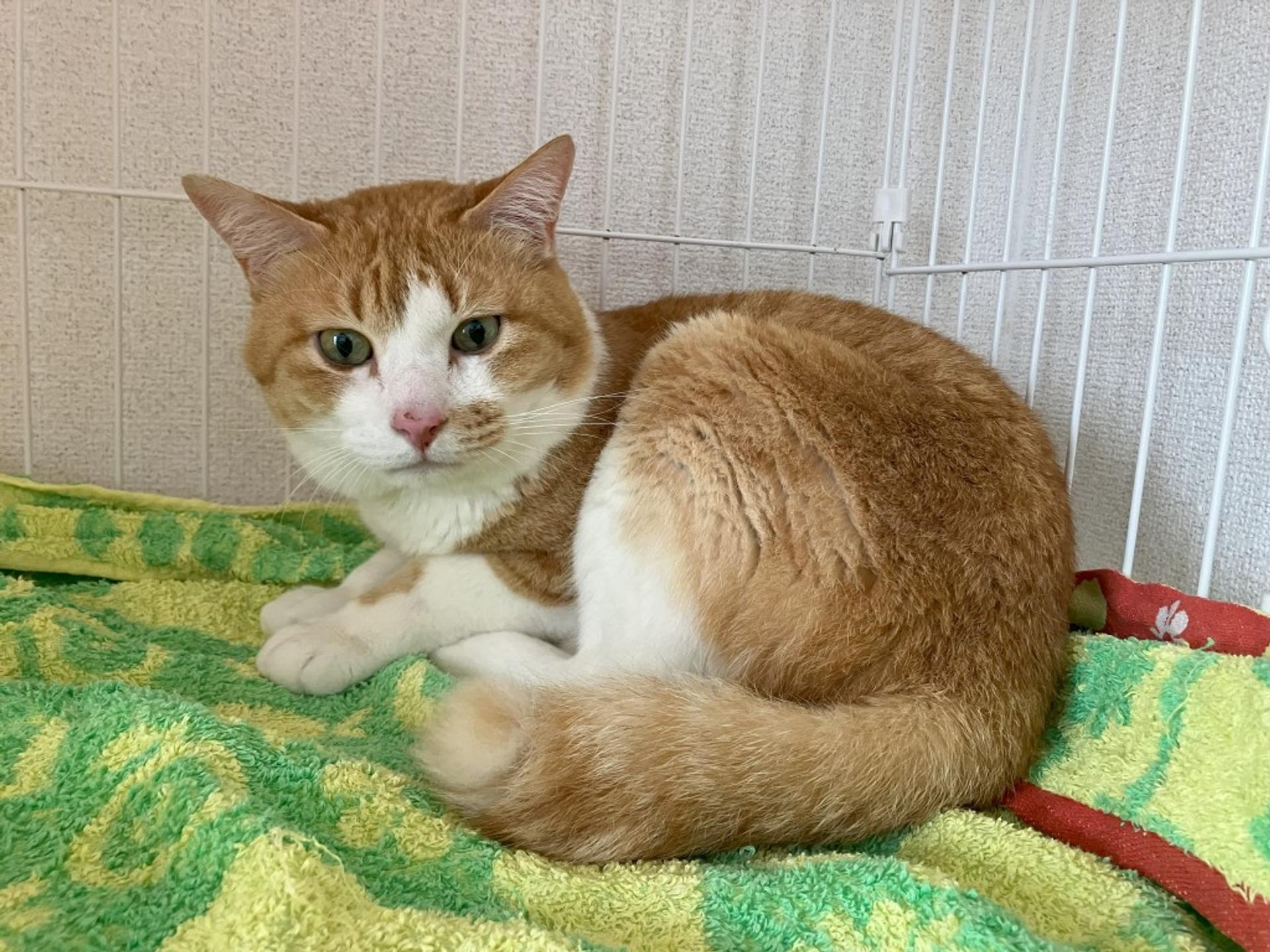 pet-image-2
