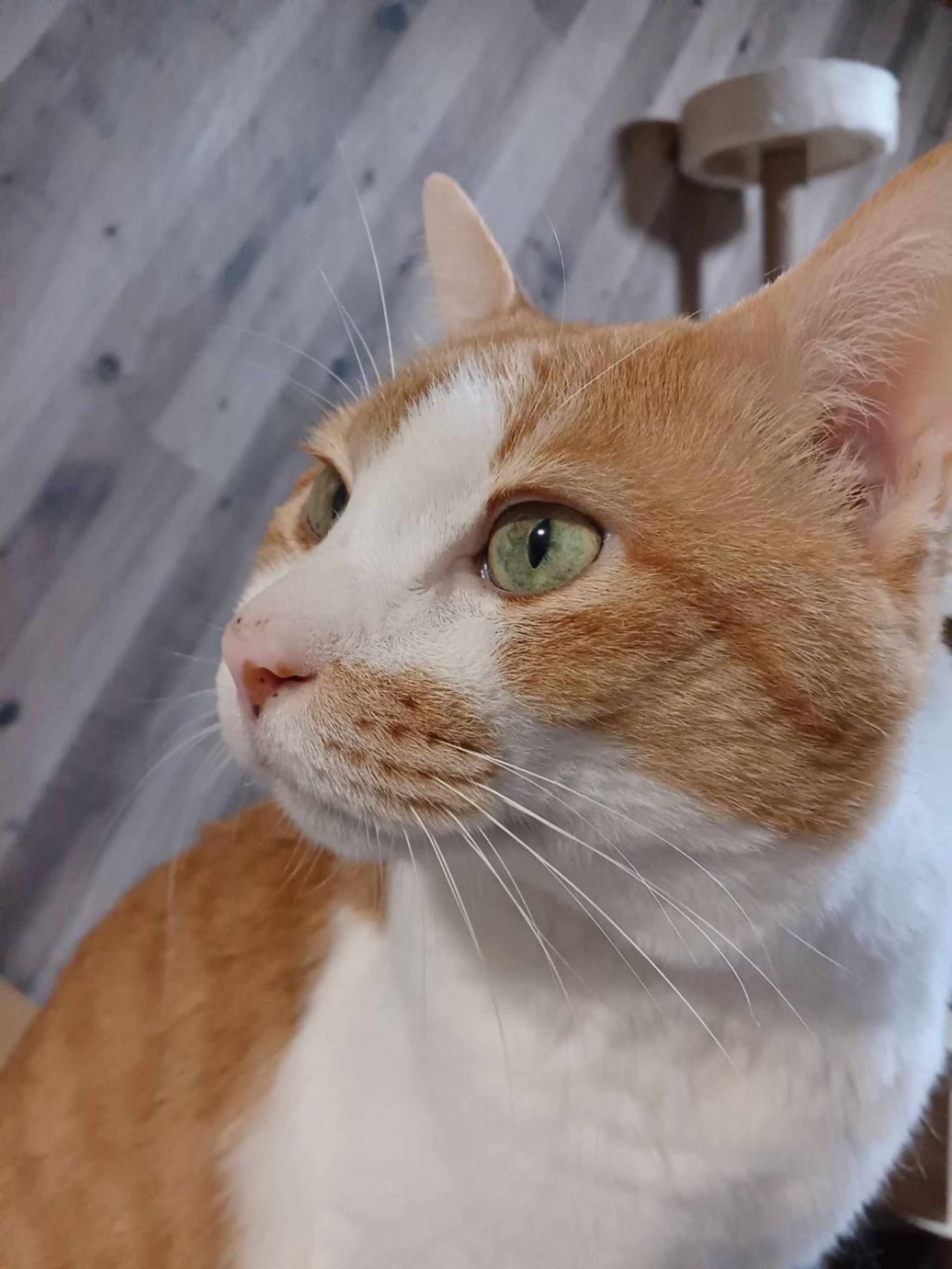 雑種（ミックス猫）・オスの里親募集の写真