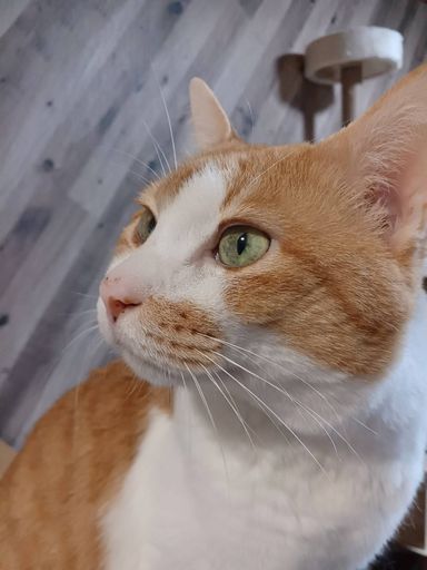 だんちの写真