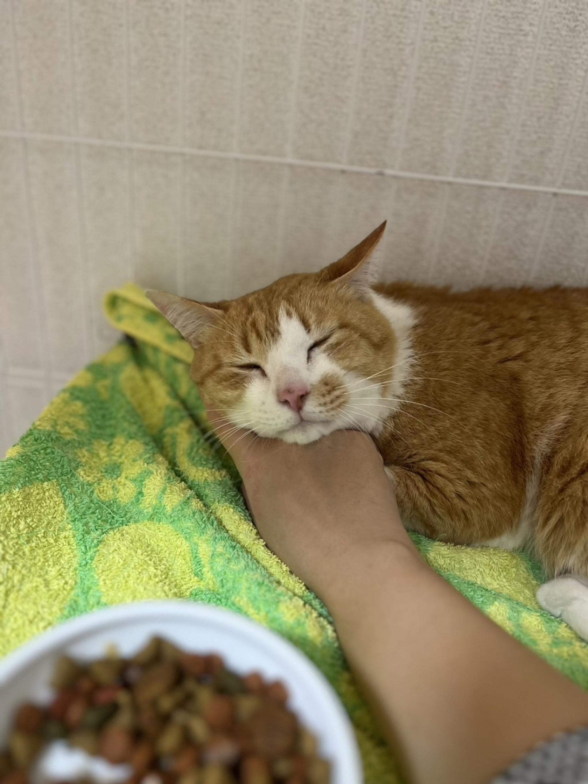 pet-image-5