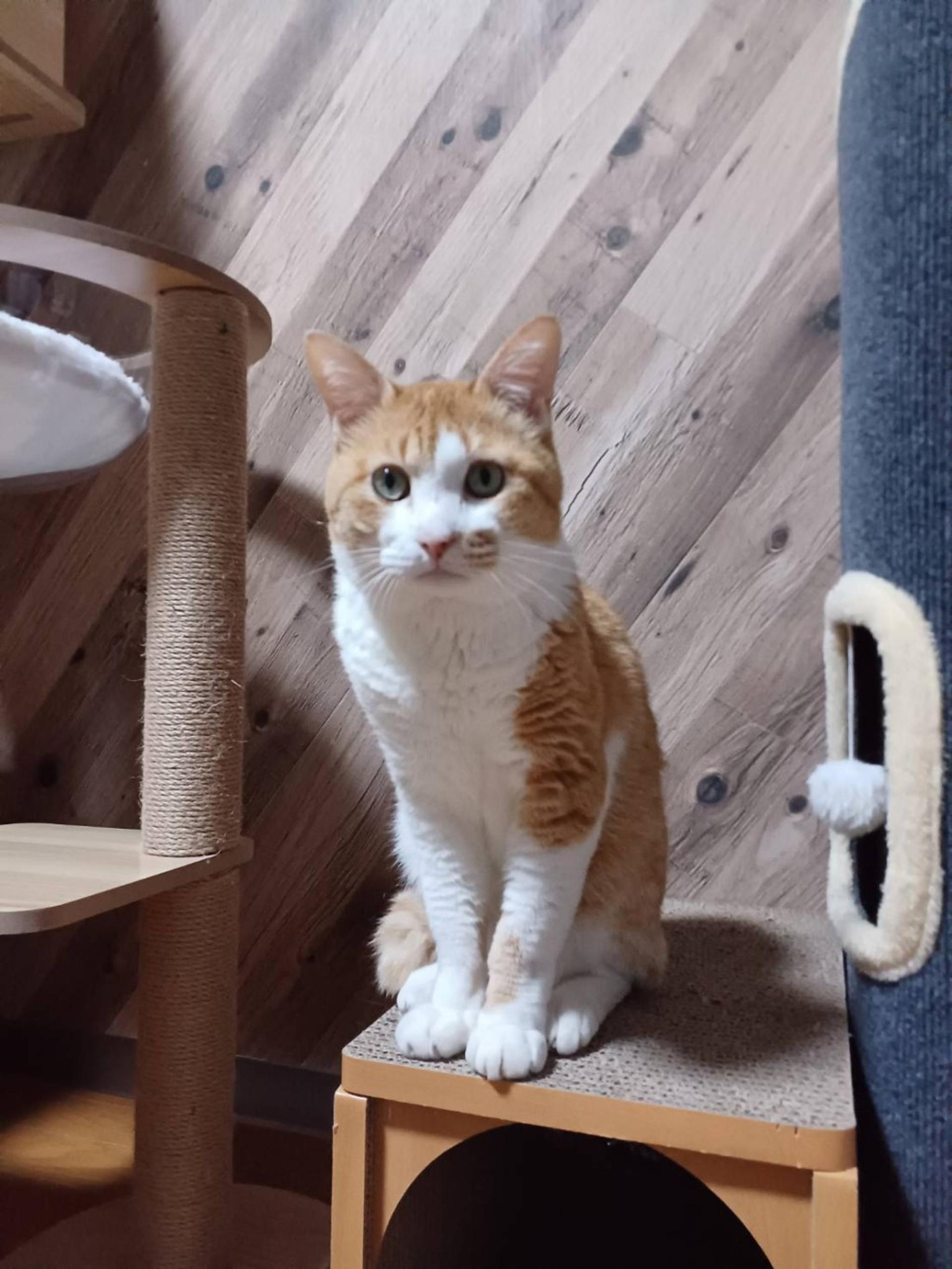pet-image-6