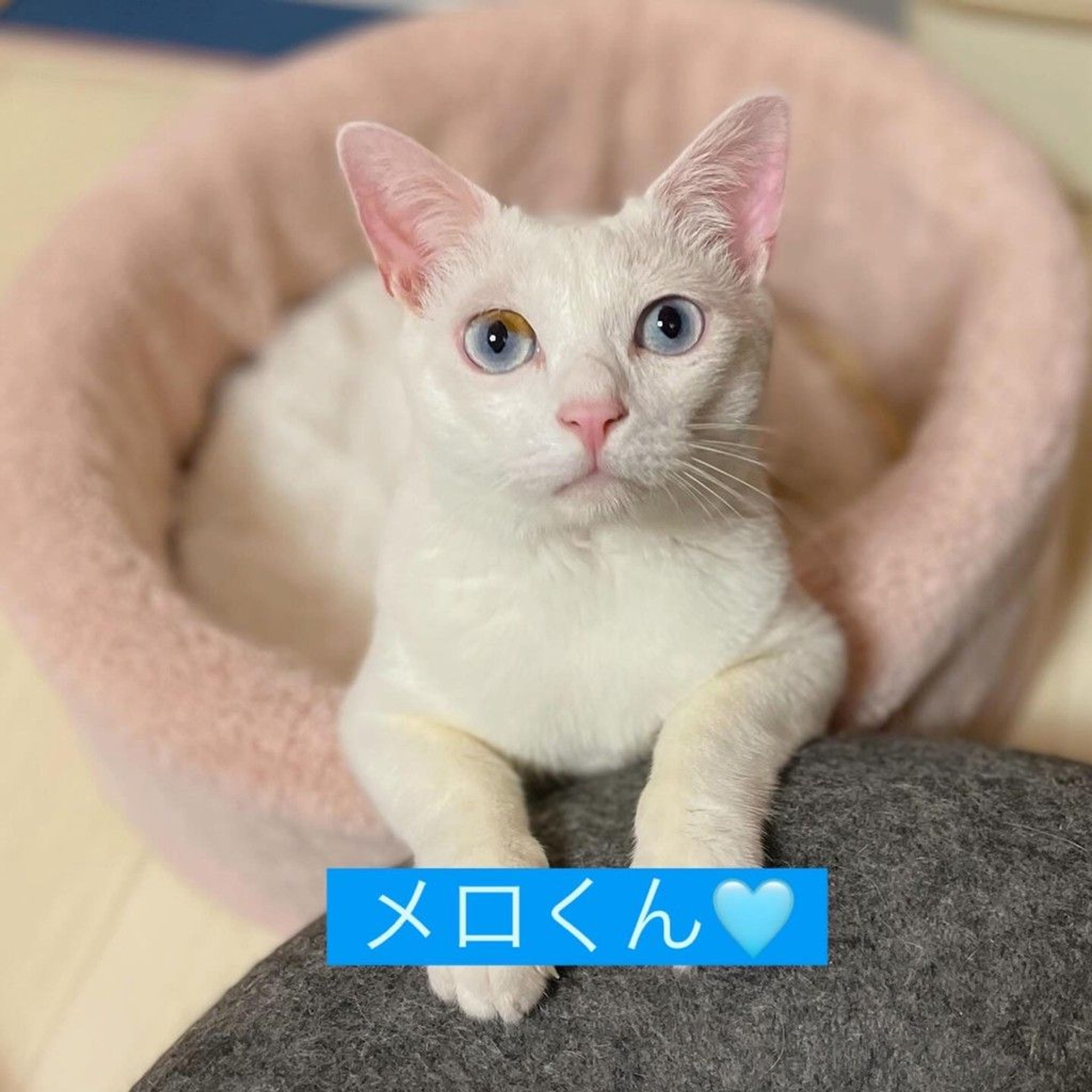 日本猫・メスの里親募集の写真
