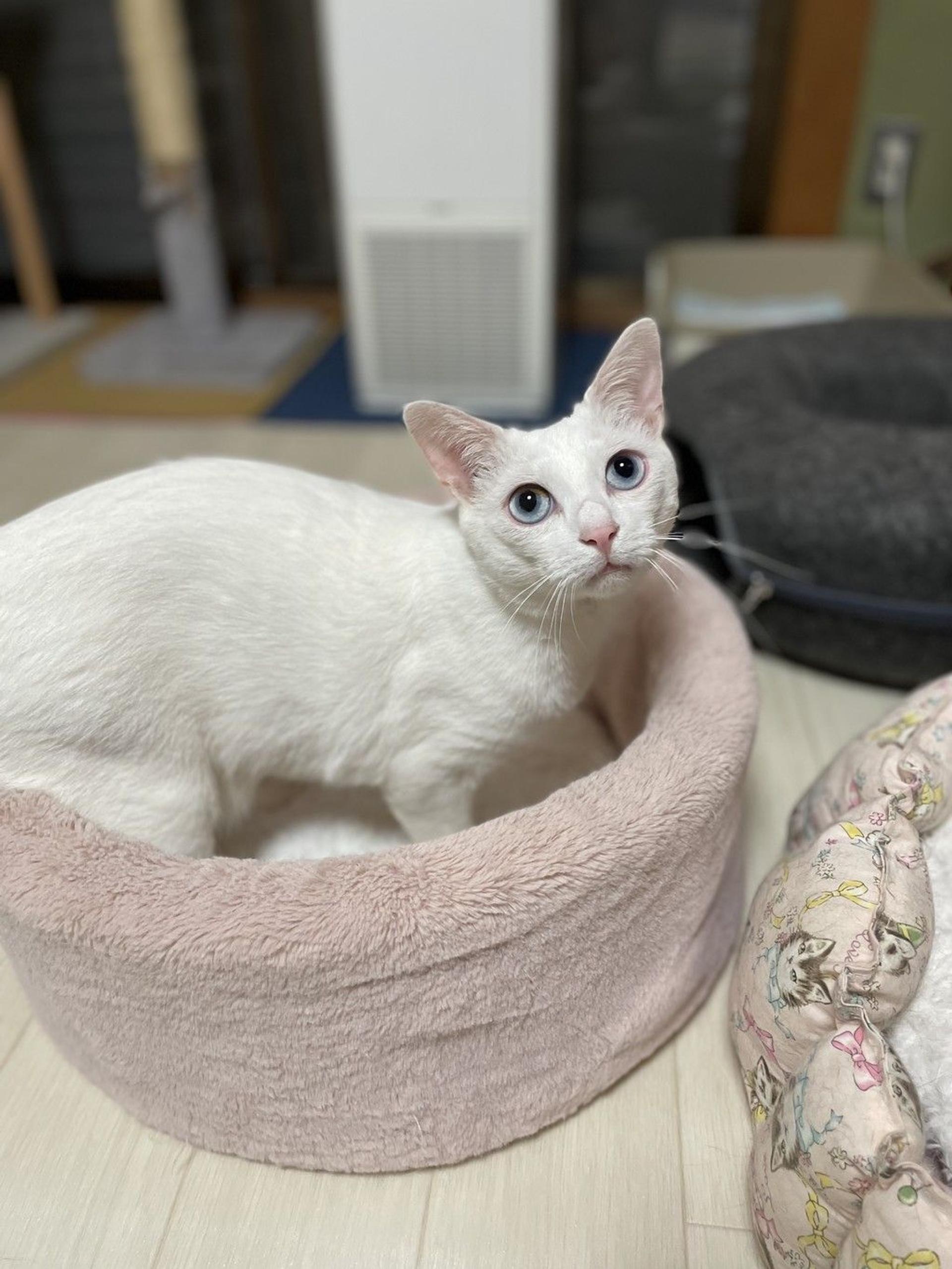 pet-image-3