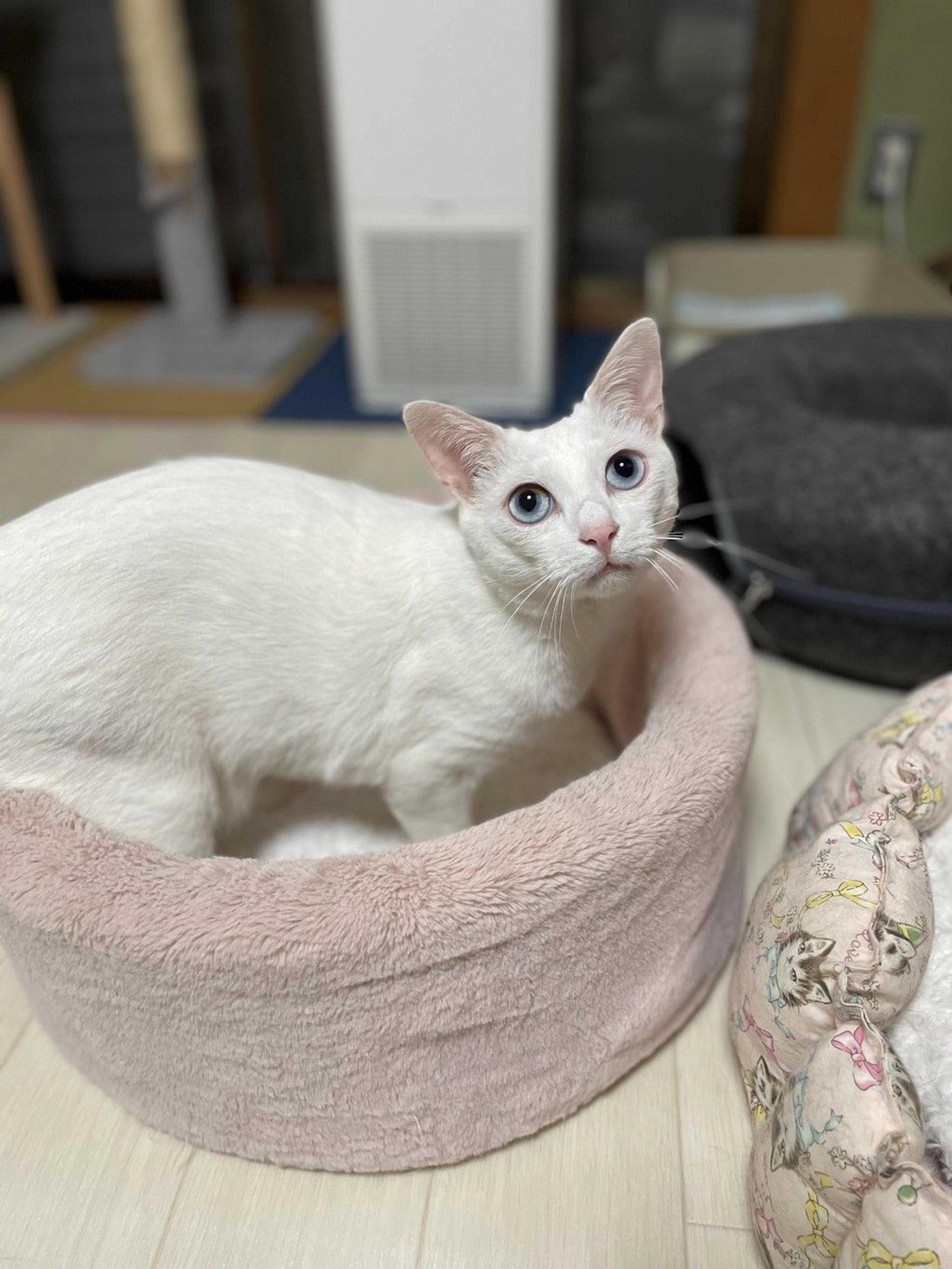 pet-image-3