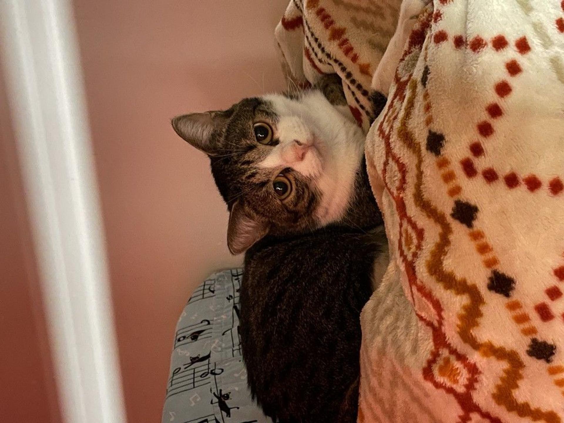 pet-image-4