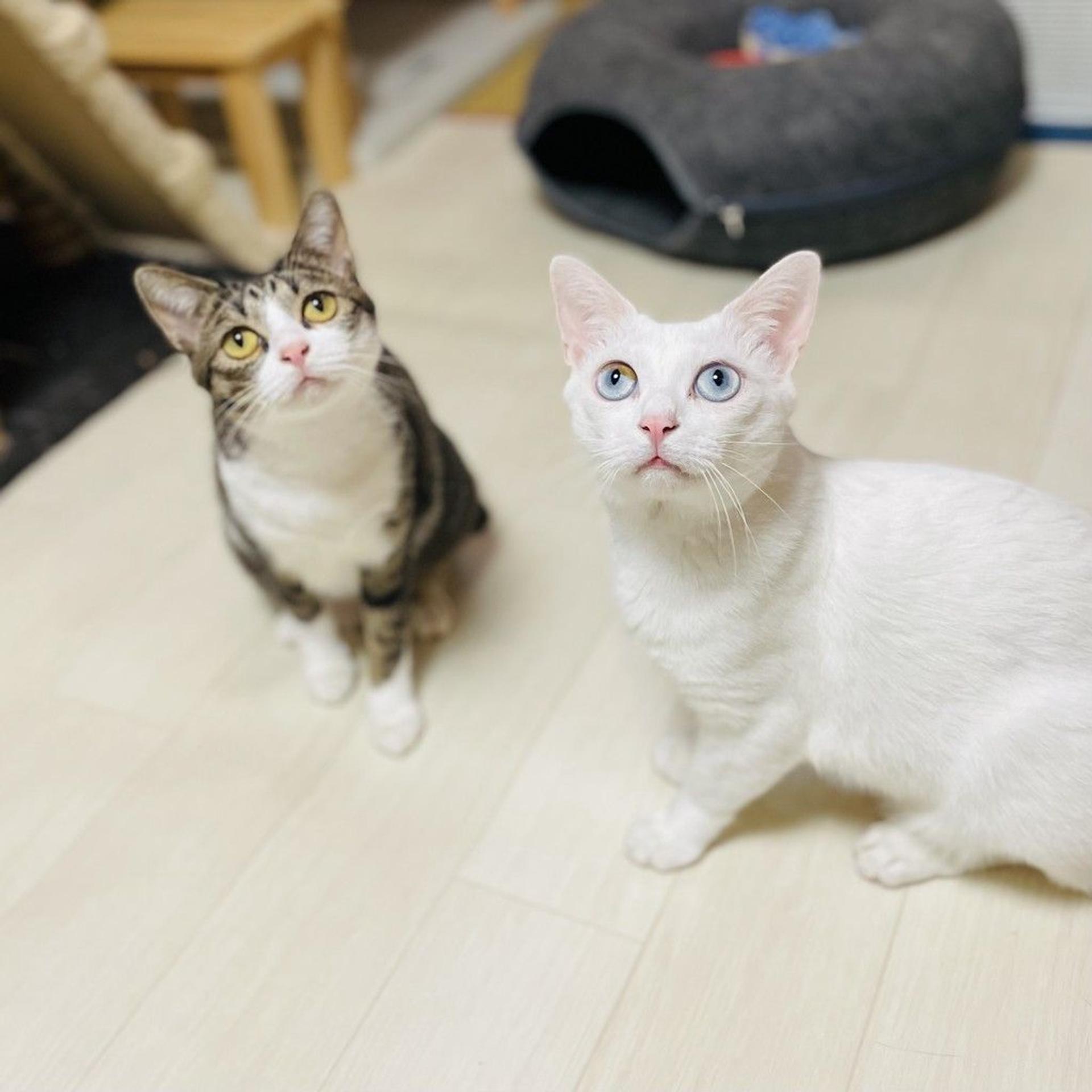 pet-image-5