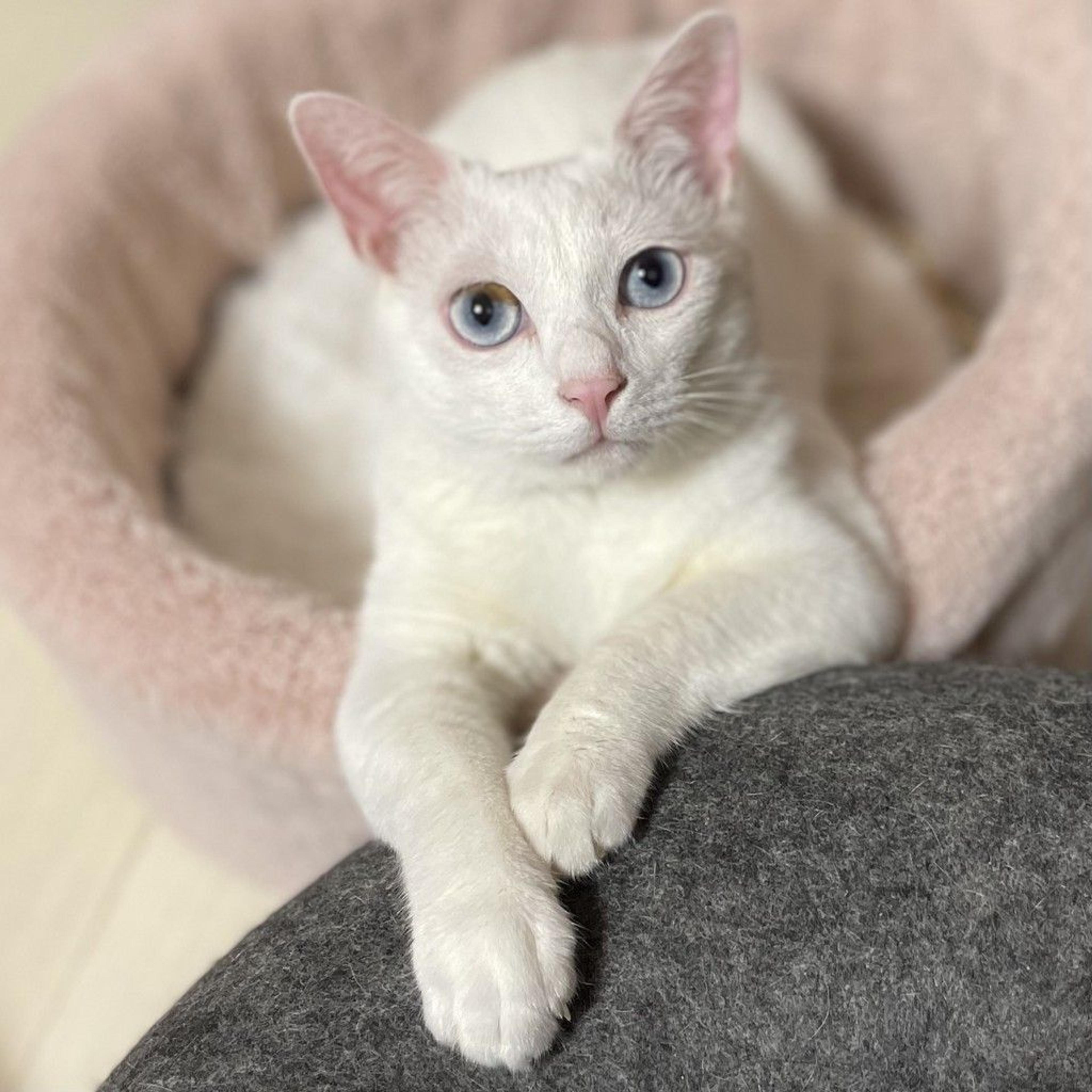 pet-image-6