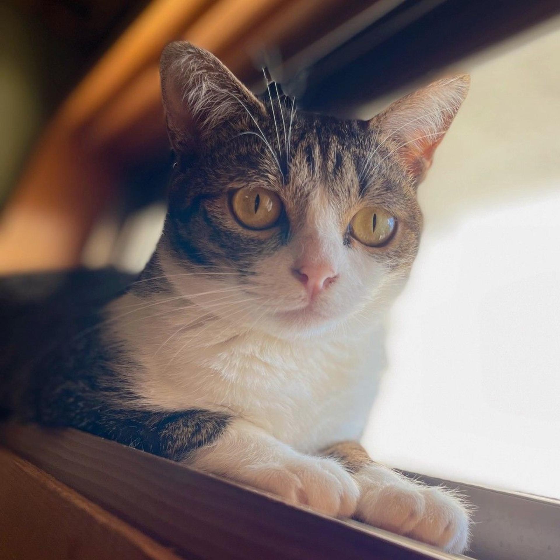 pet-image-7