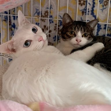 メル♡メロ