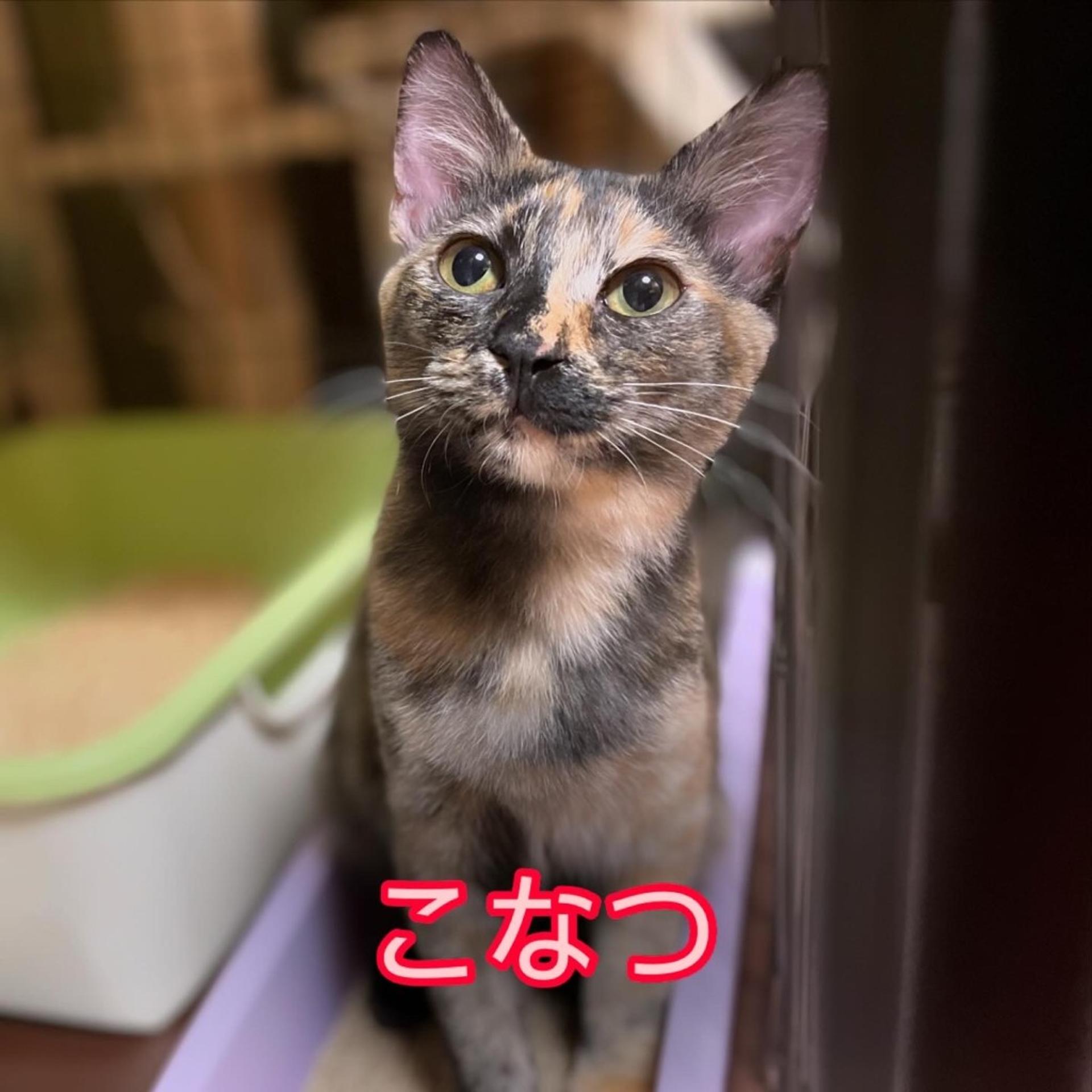 pet-image-2