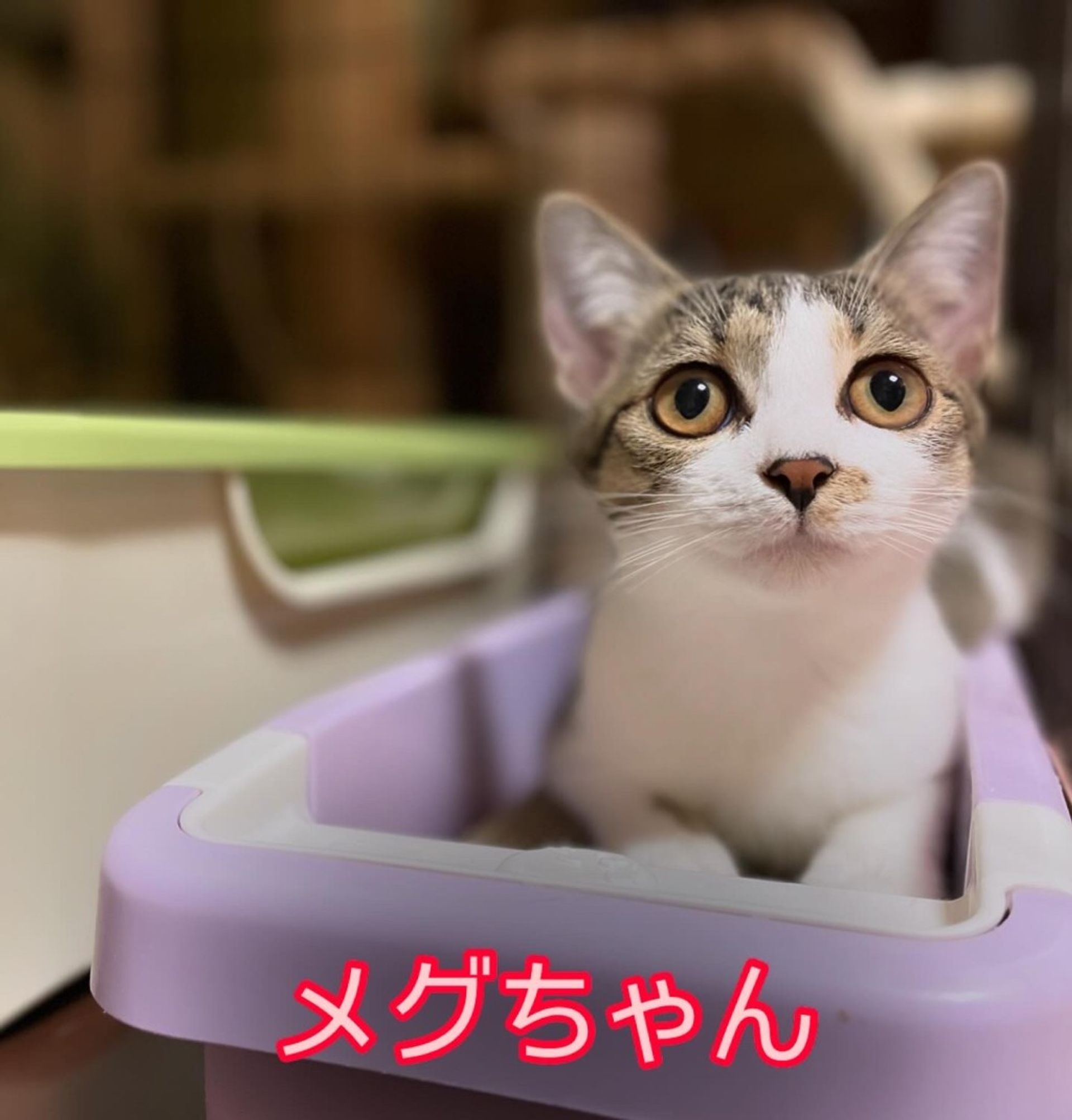 日本猫・メスの里親募集の写真