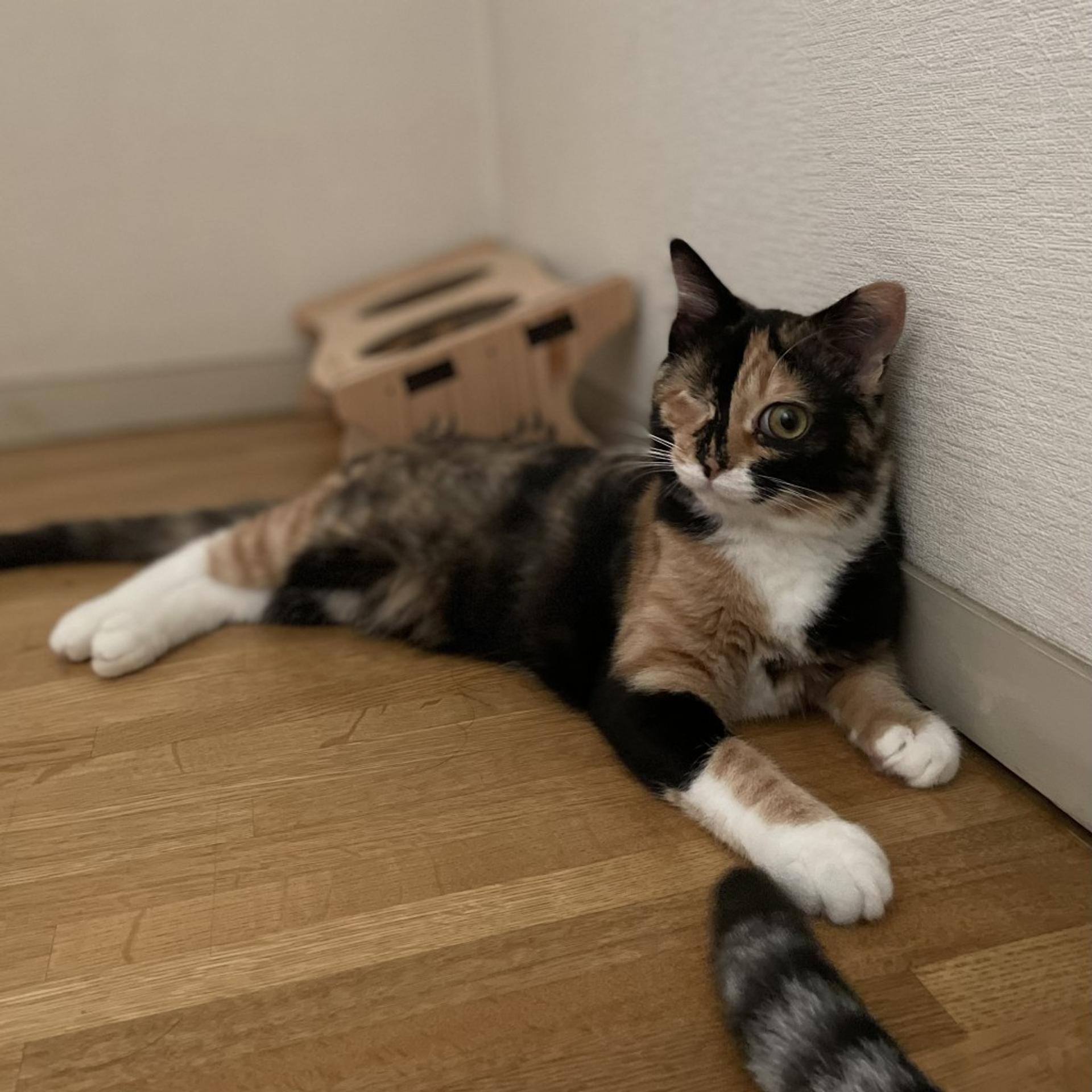 pet-image-3