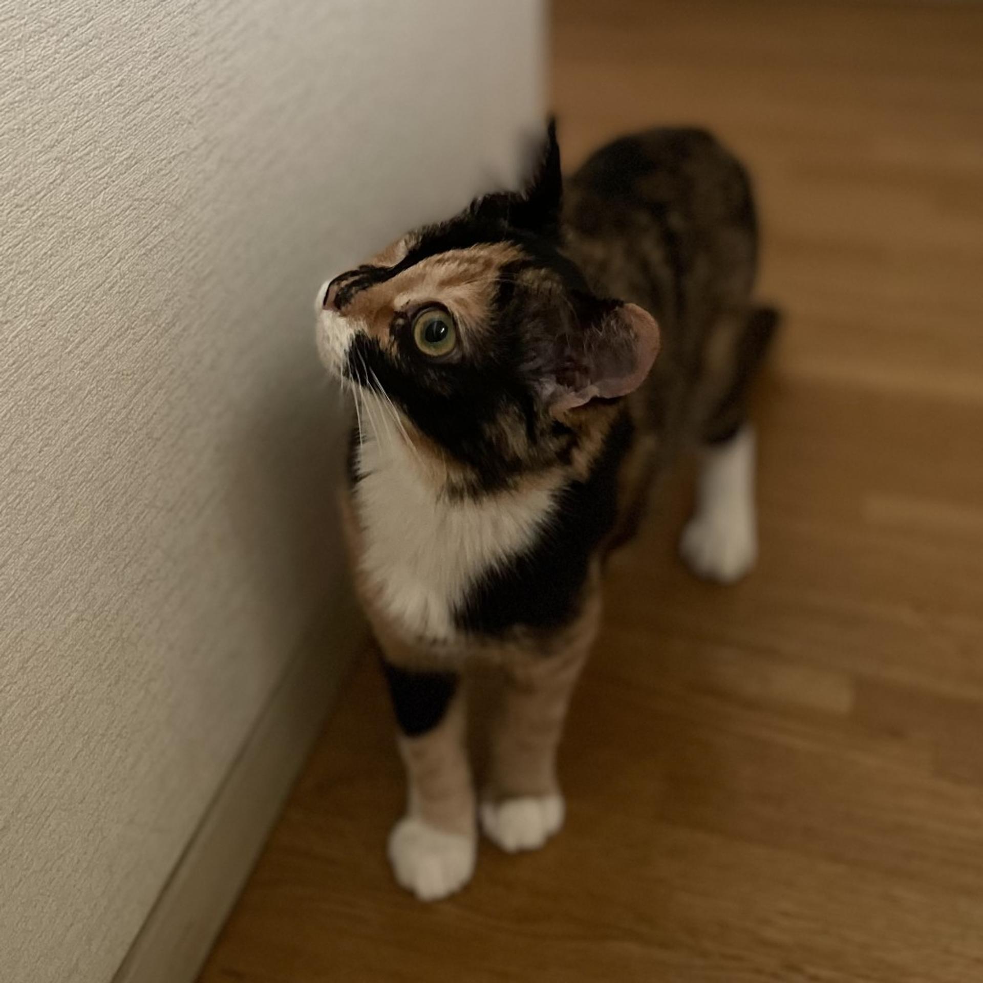 pet-image-4