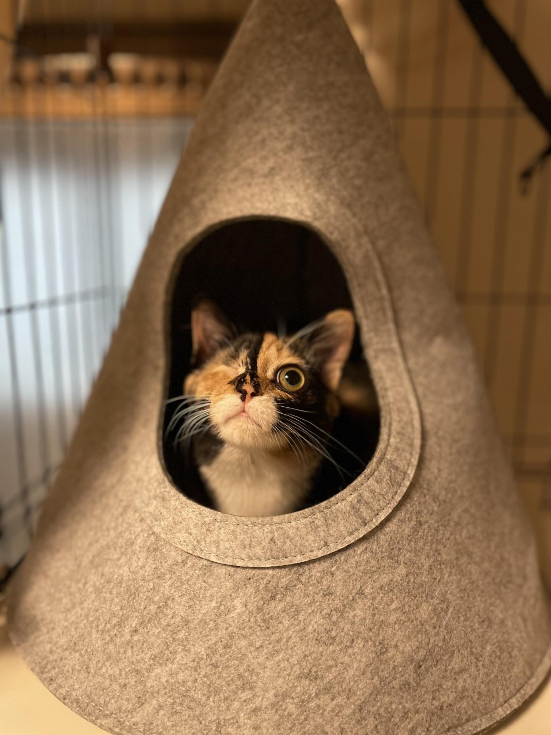 pet-image-5