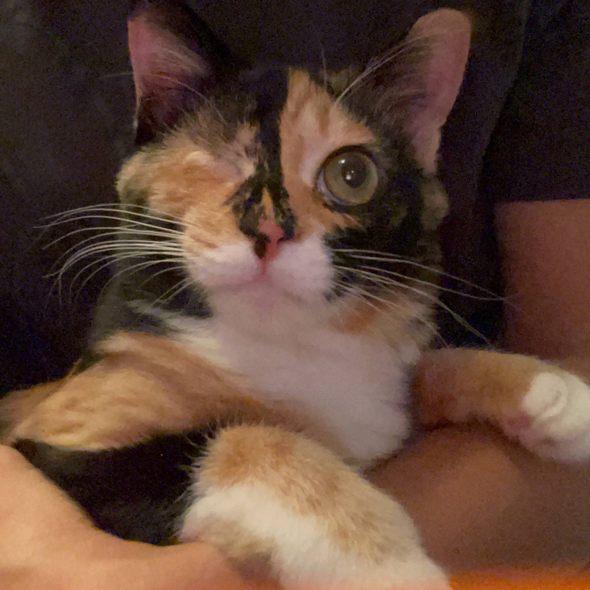 日本猫・メスの里親募集の写真