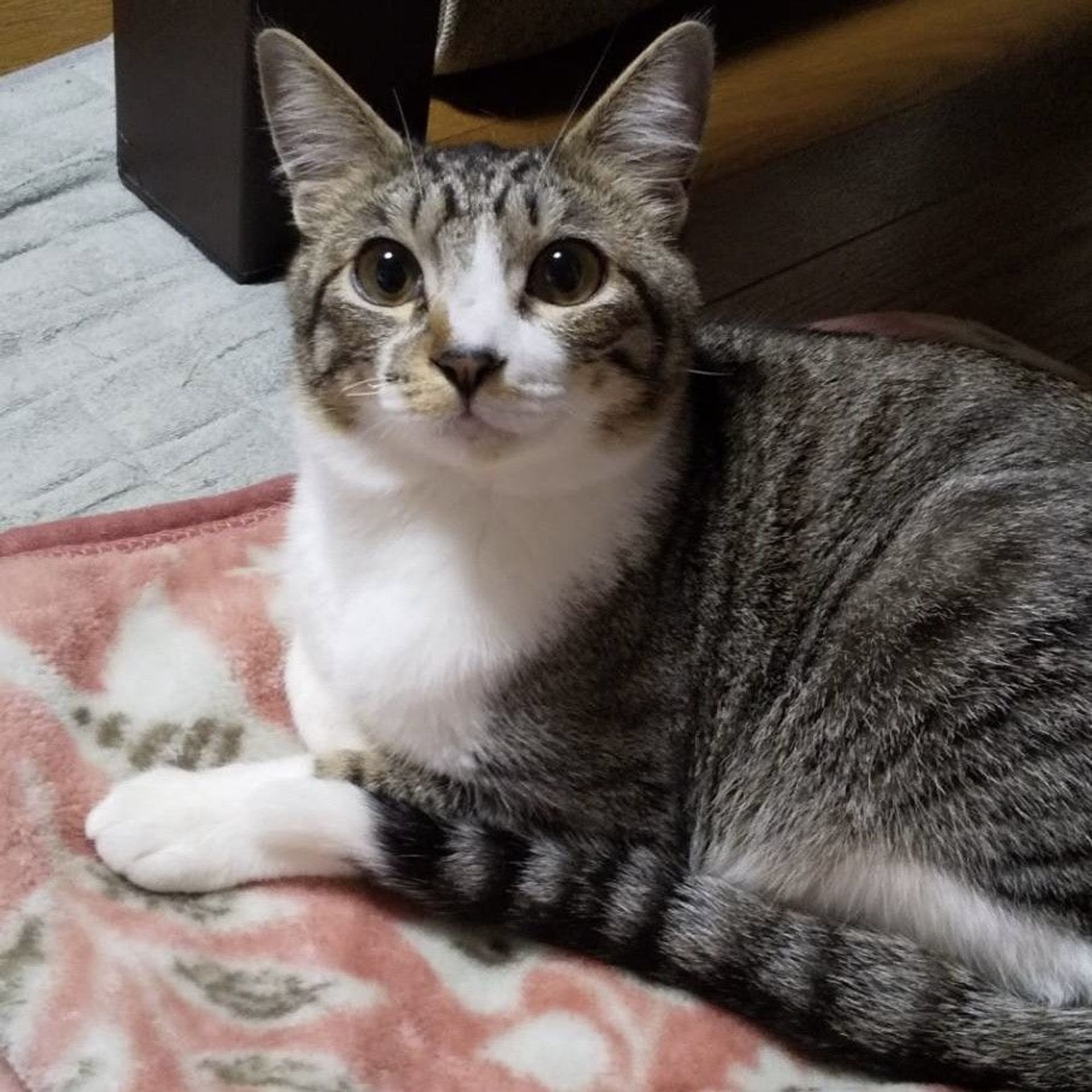日本猫・メスの里親募集の写真