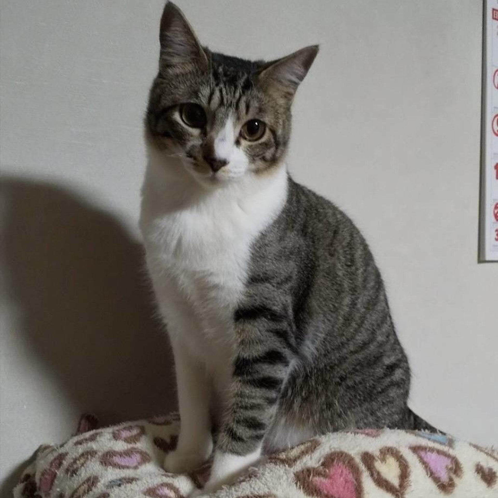 pet-image-2