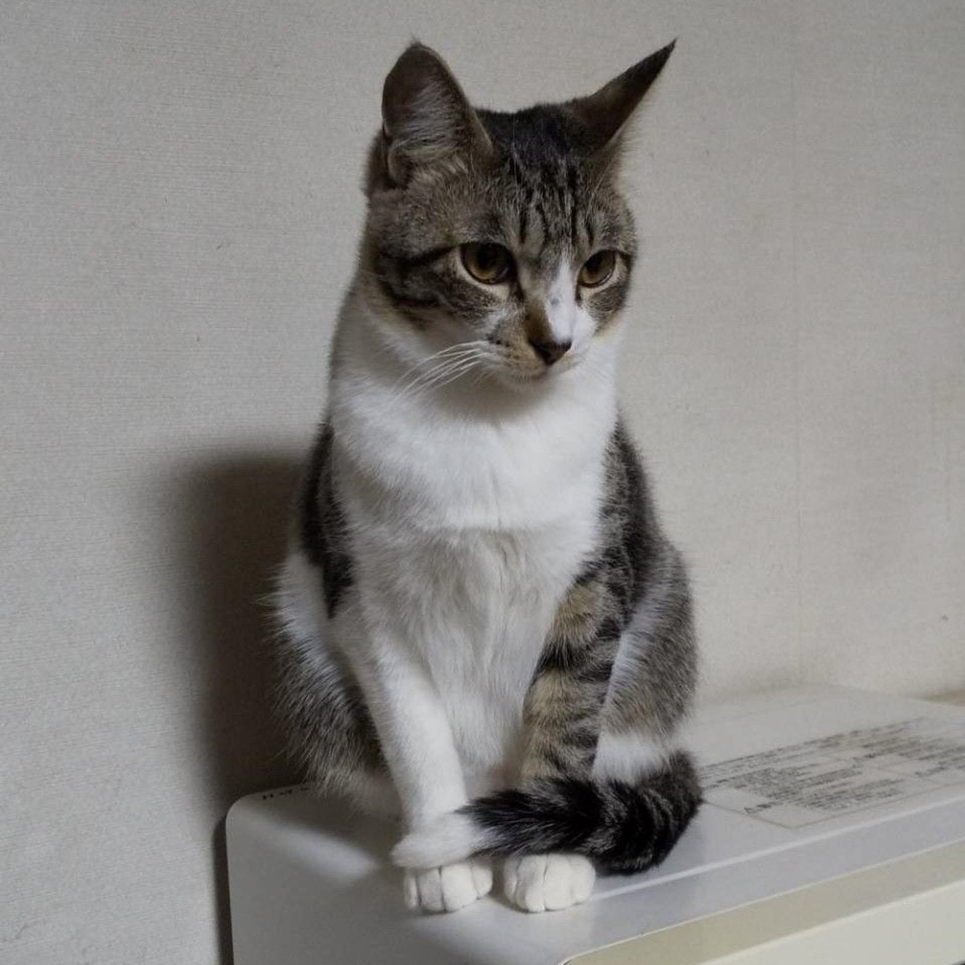 pet-image-3