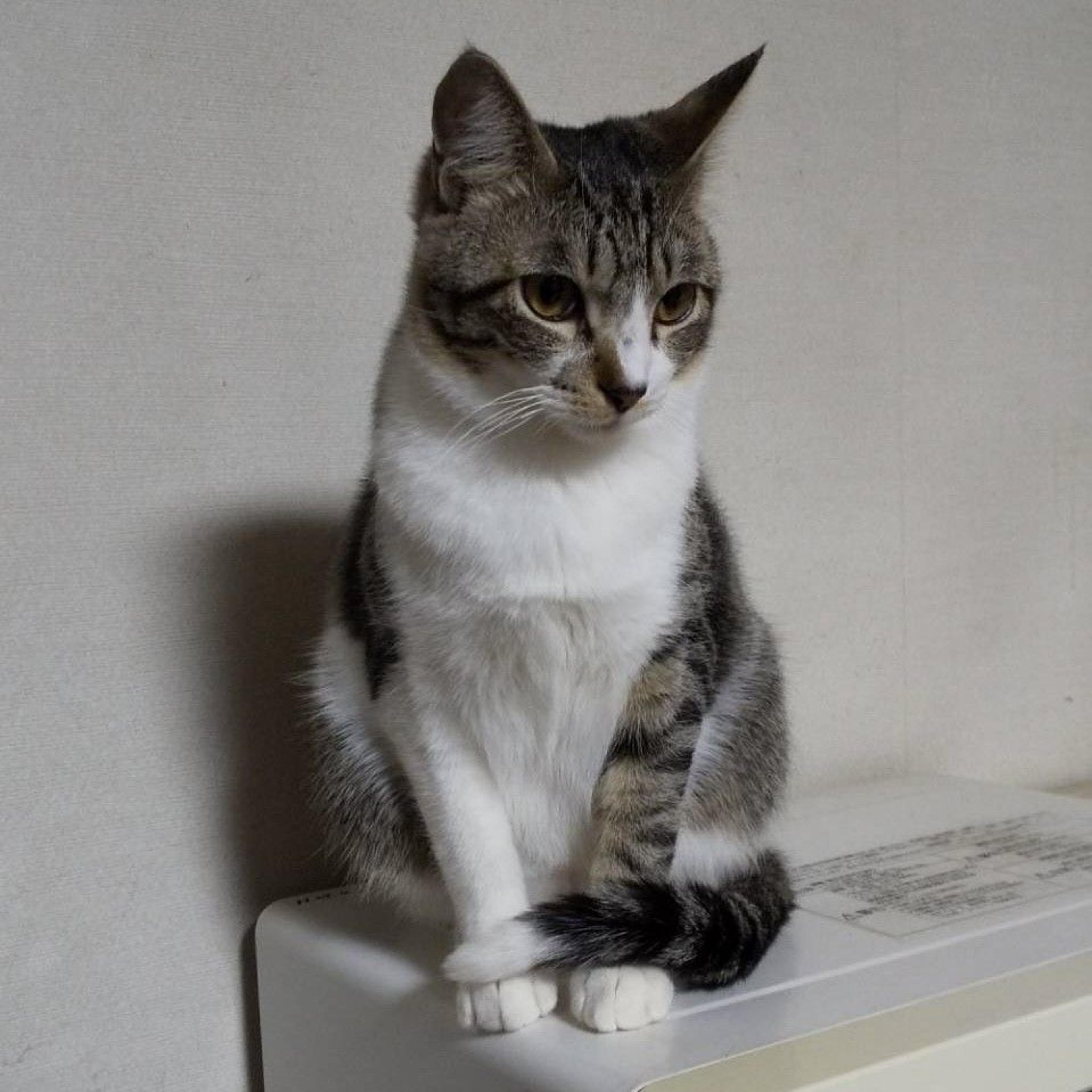 pet-image-3