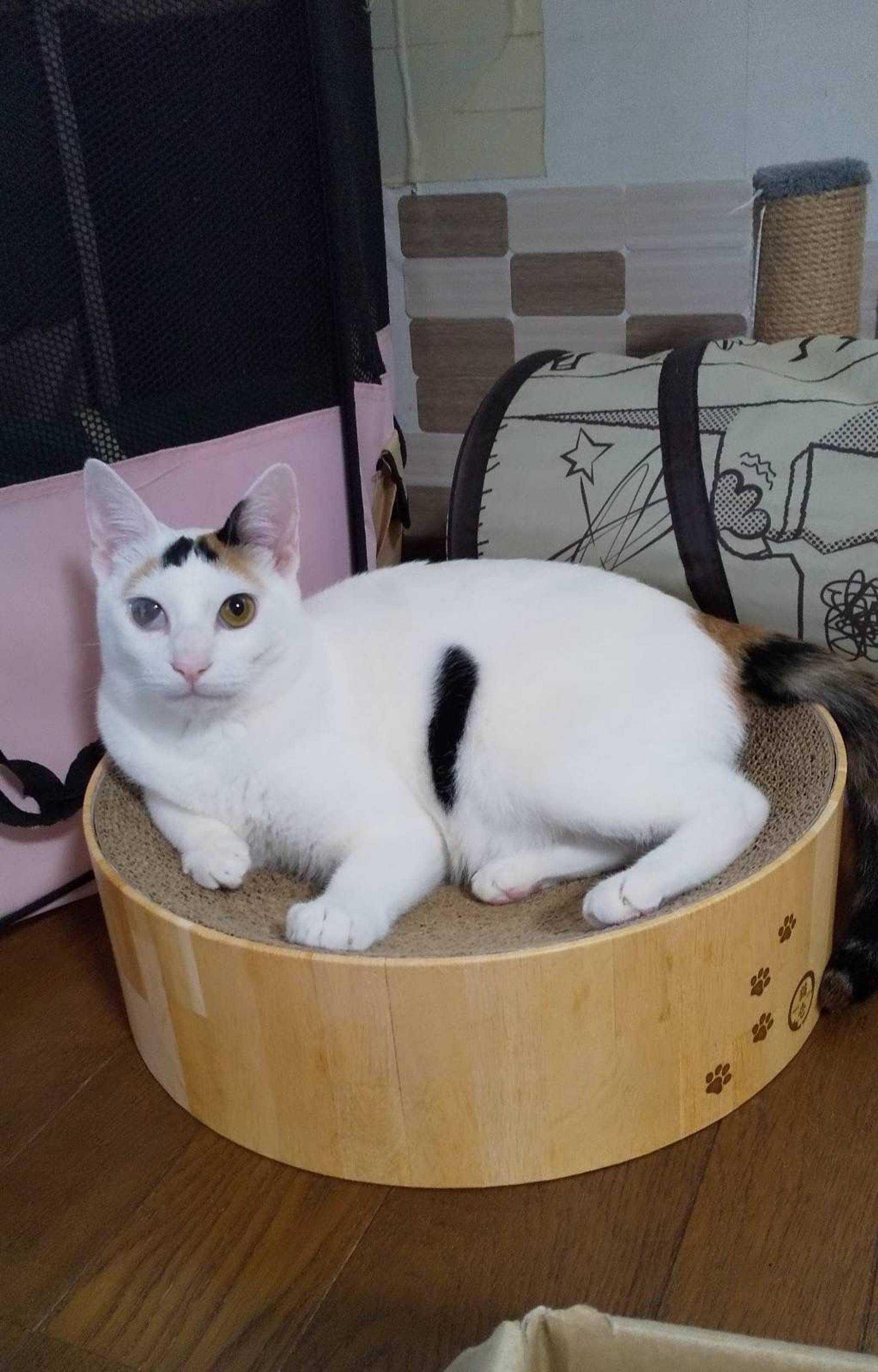 日本猫・メスの里親募集の写真