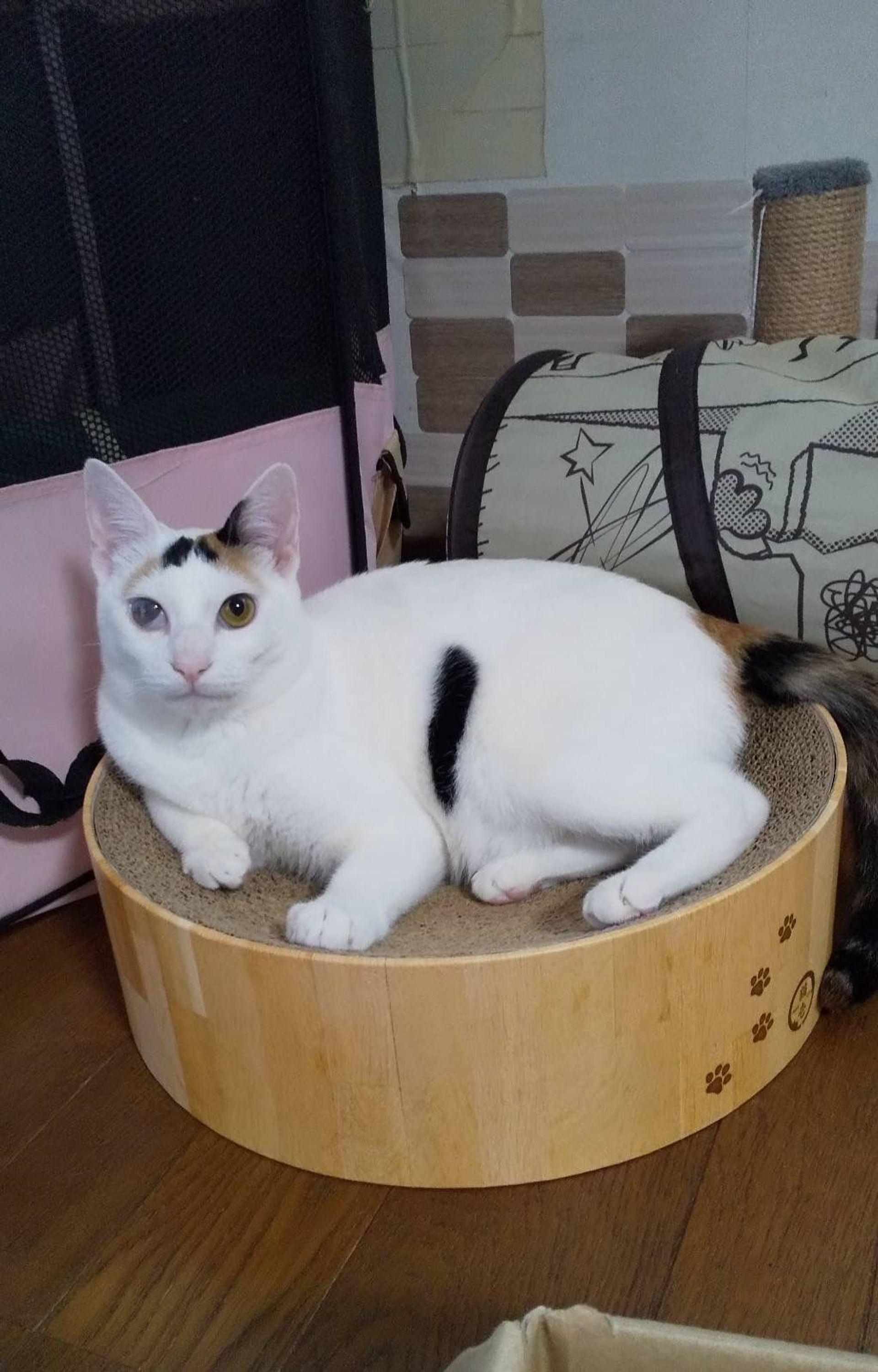 日本猫・メスの里親募集の写真