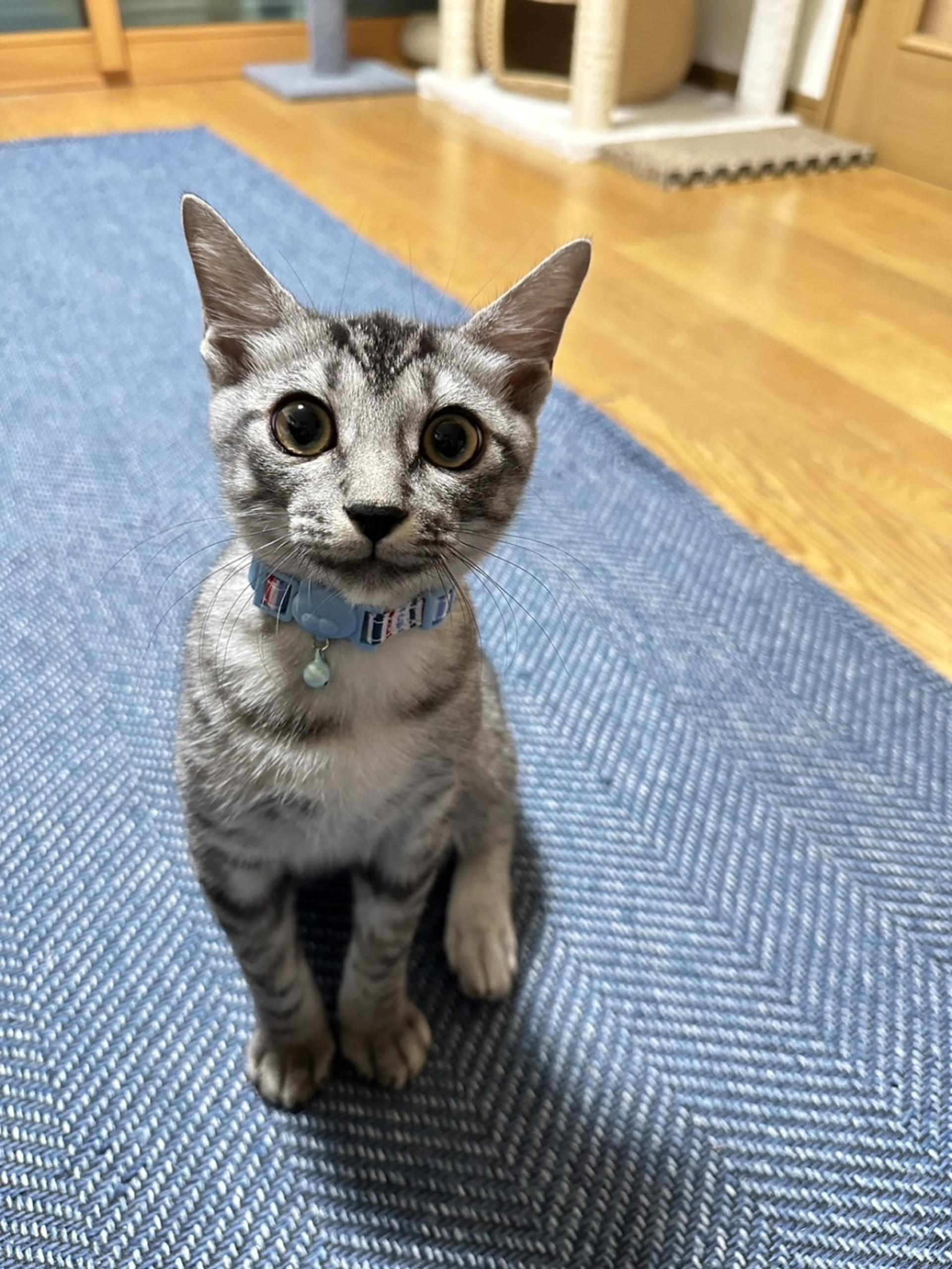 pet-image-5