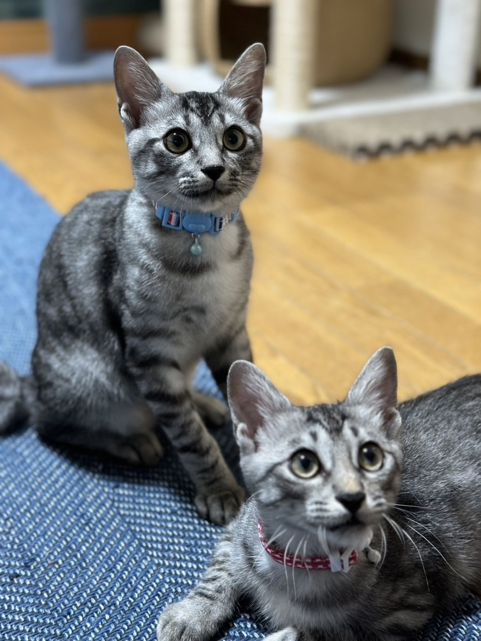 日本猫・オスの里親募集の写真