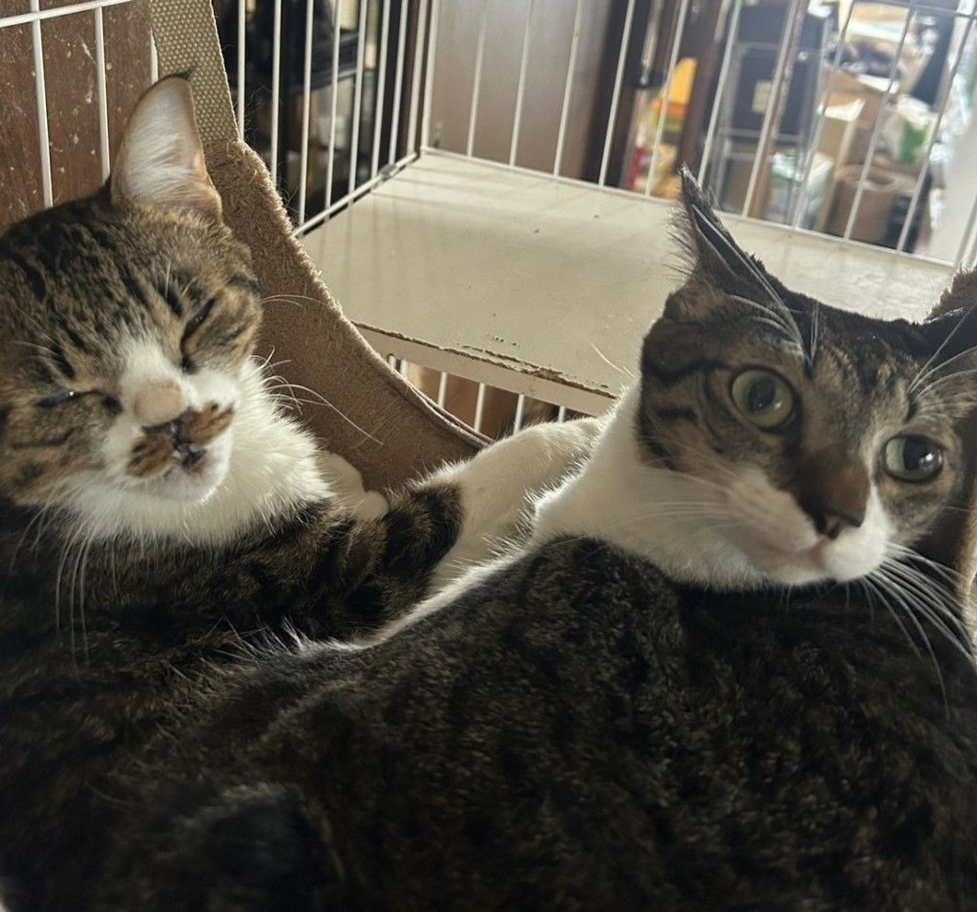 日本猫・オスの里親募集の写真
