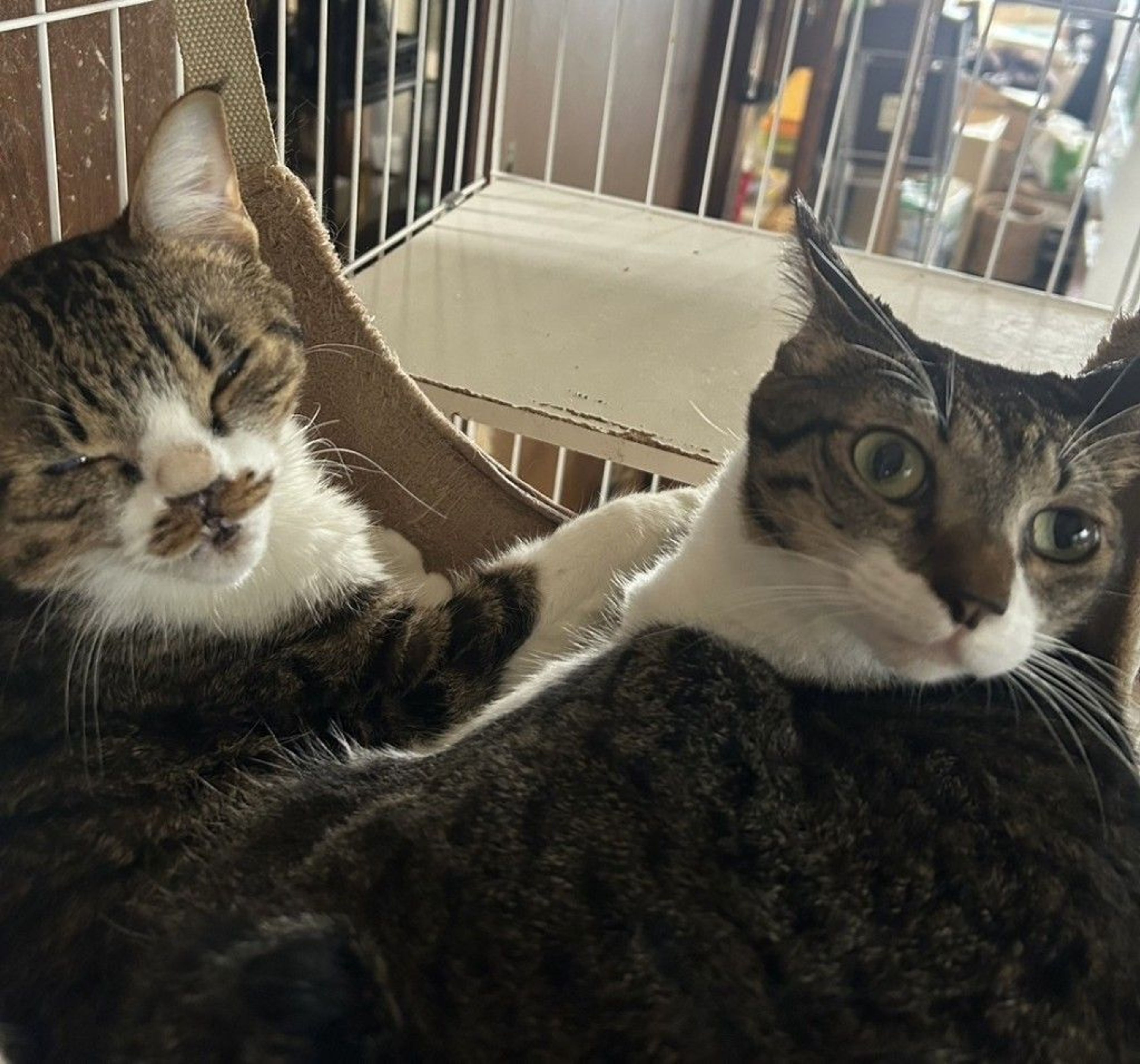 日本猫・オスの里親募集の写真